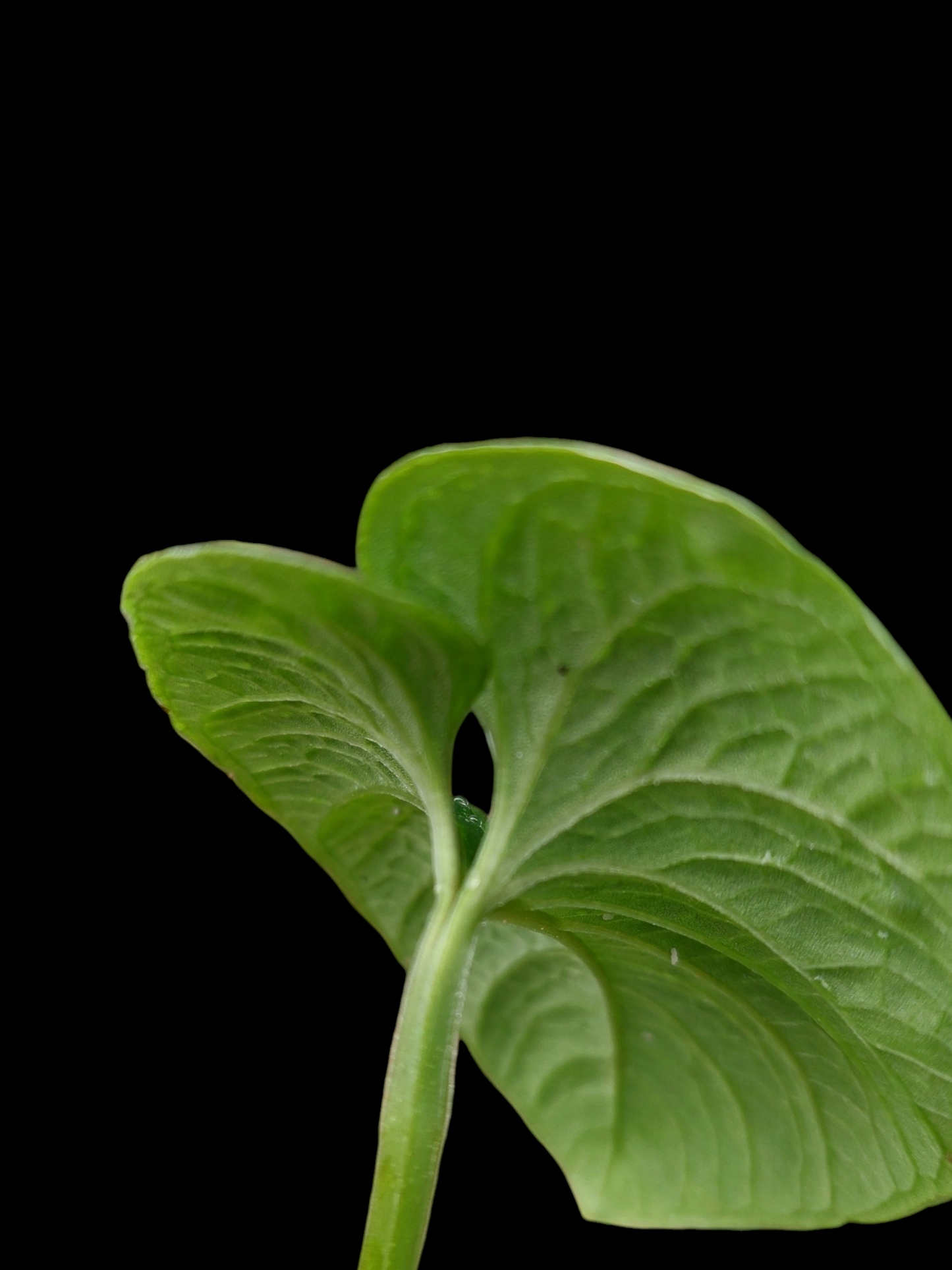 Anthurium Nutibarense Wild Ecotype (EXACT PLANT)