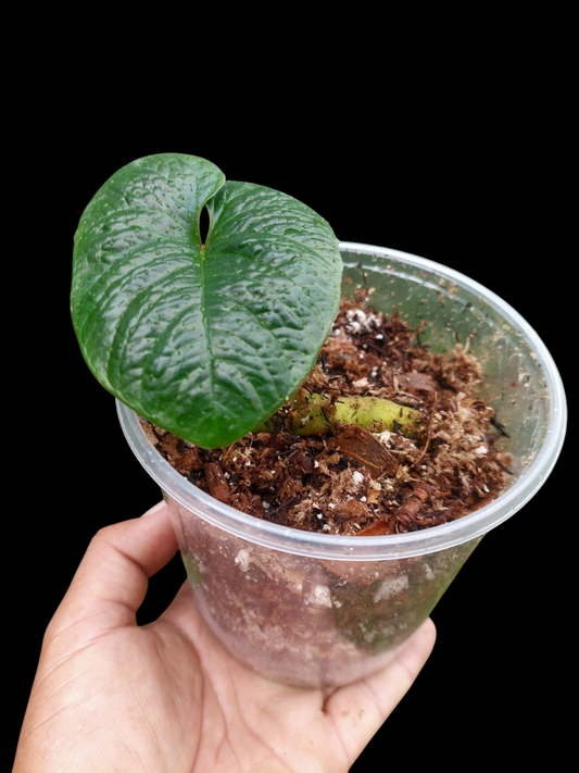 Anthurium Nutibarense Wild Ecotype (EXACT PLANT)