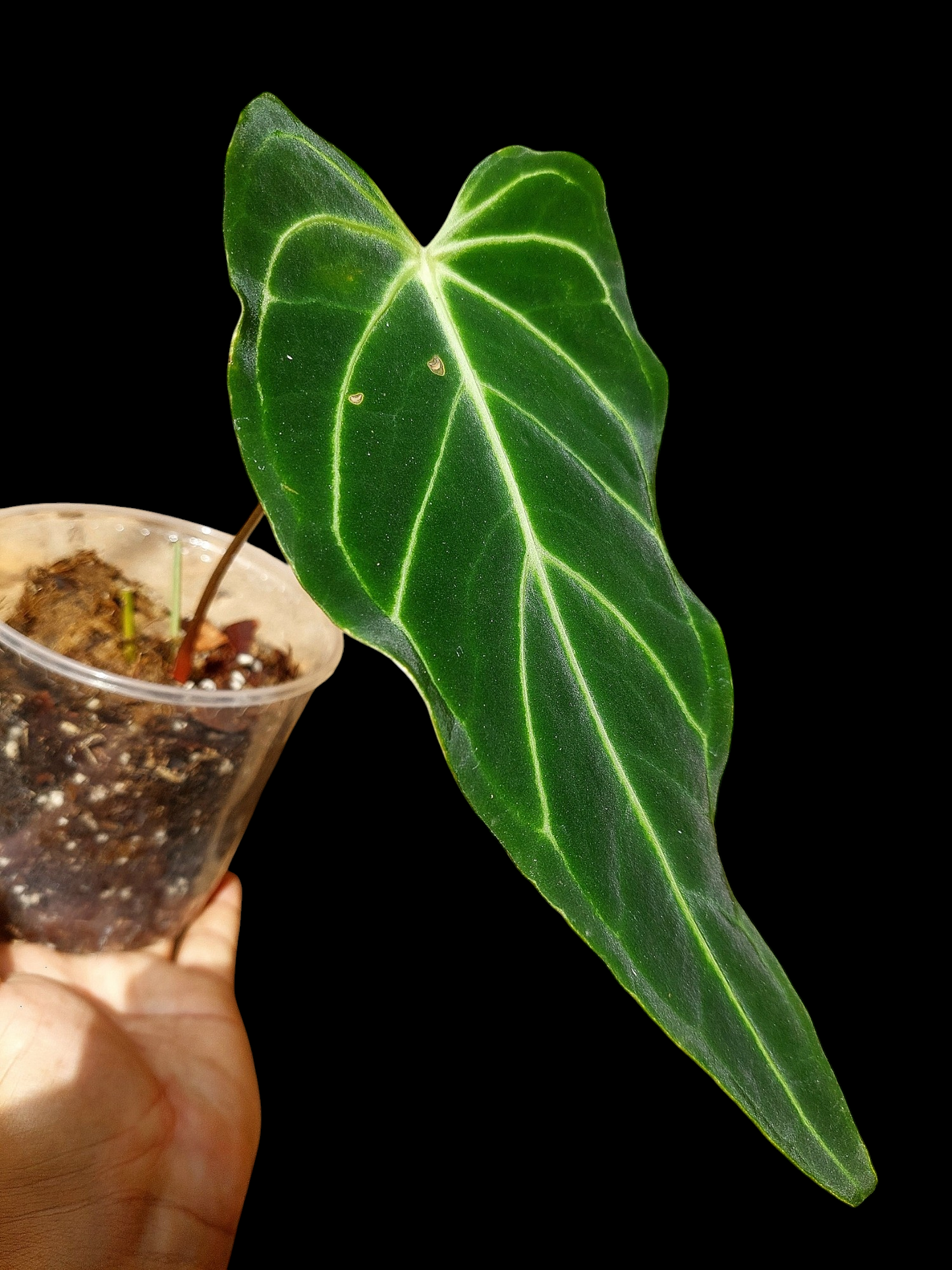 Anthurium sp. 'Velimflexus' (EXACT PLANT)