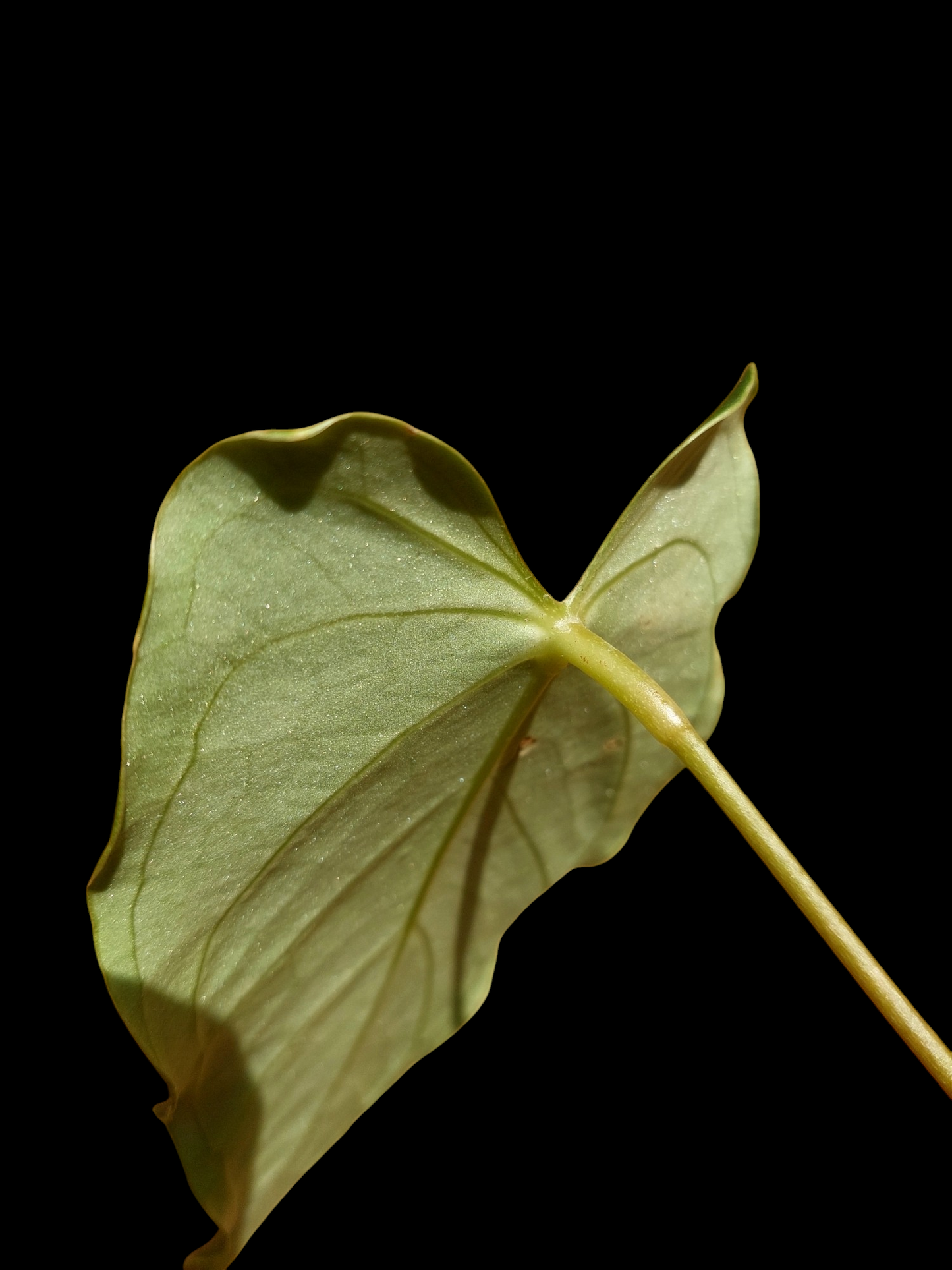 Anthurium sp. 'Velimflexus' (EXACT PLANT)