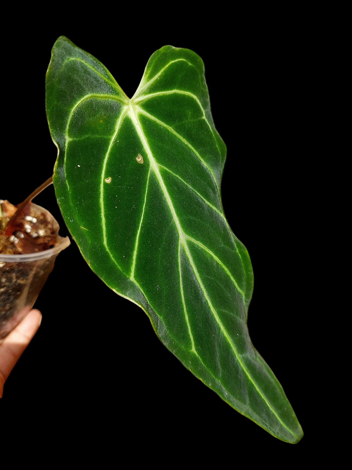 Anthurium sp. 'Velimflexus' (EXACT PLANT)