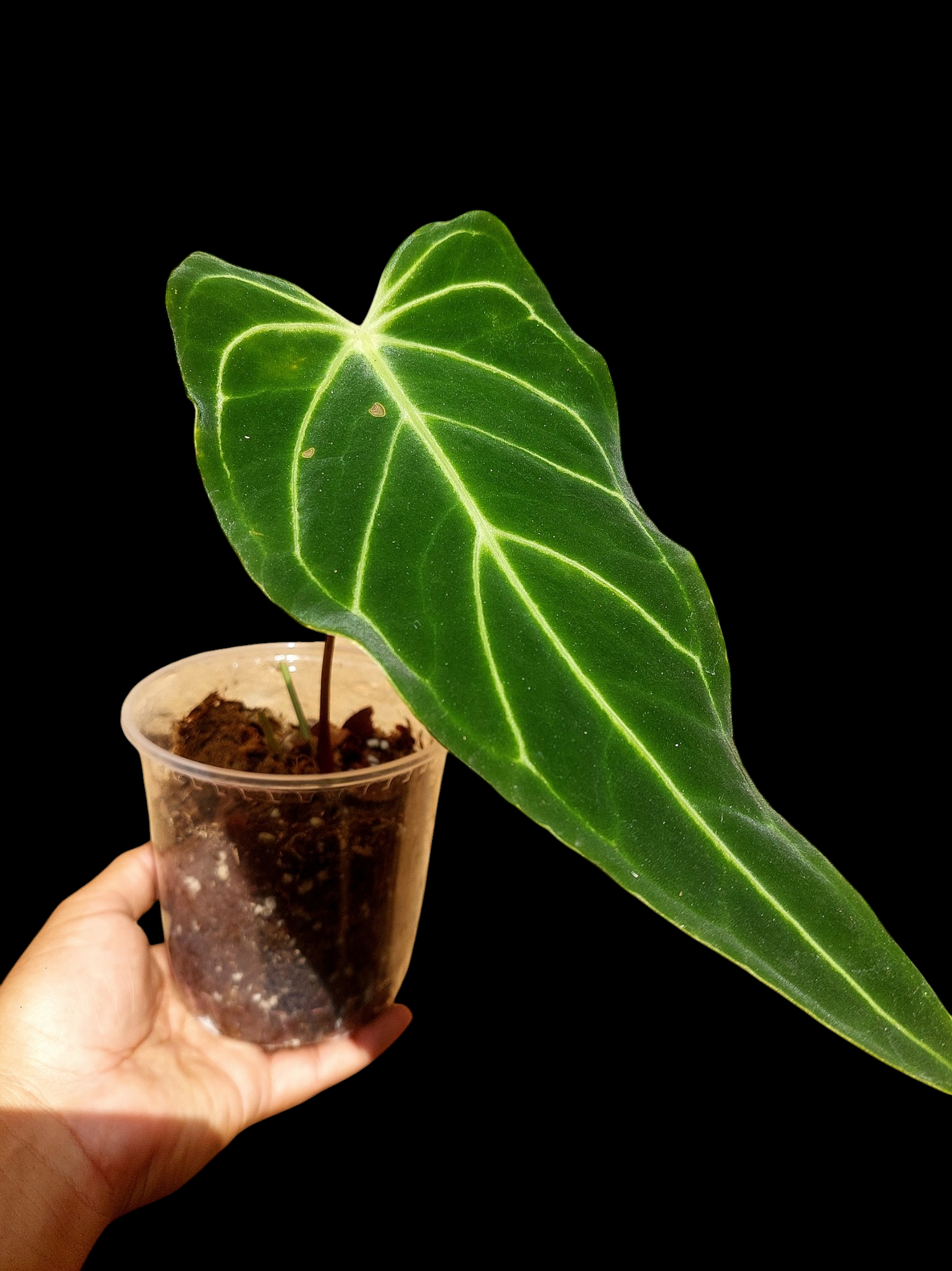 Anthurium sp. 'Velimflexus' (EXACT PLANT)