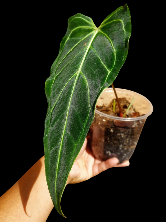 Anthurium sp. 'Velimflexus' (EXACT PLANT)