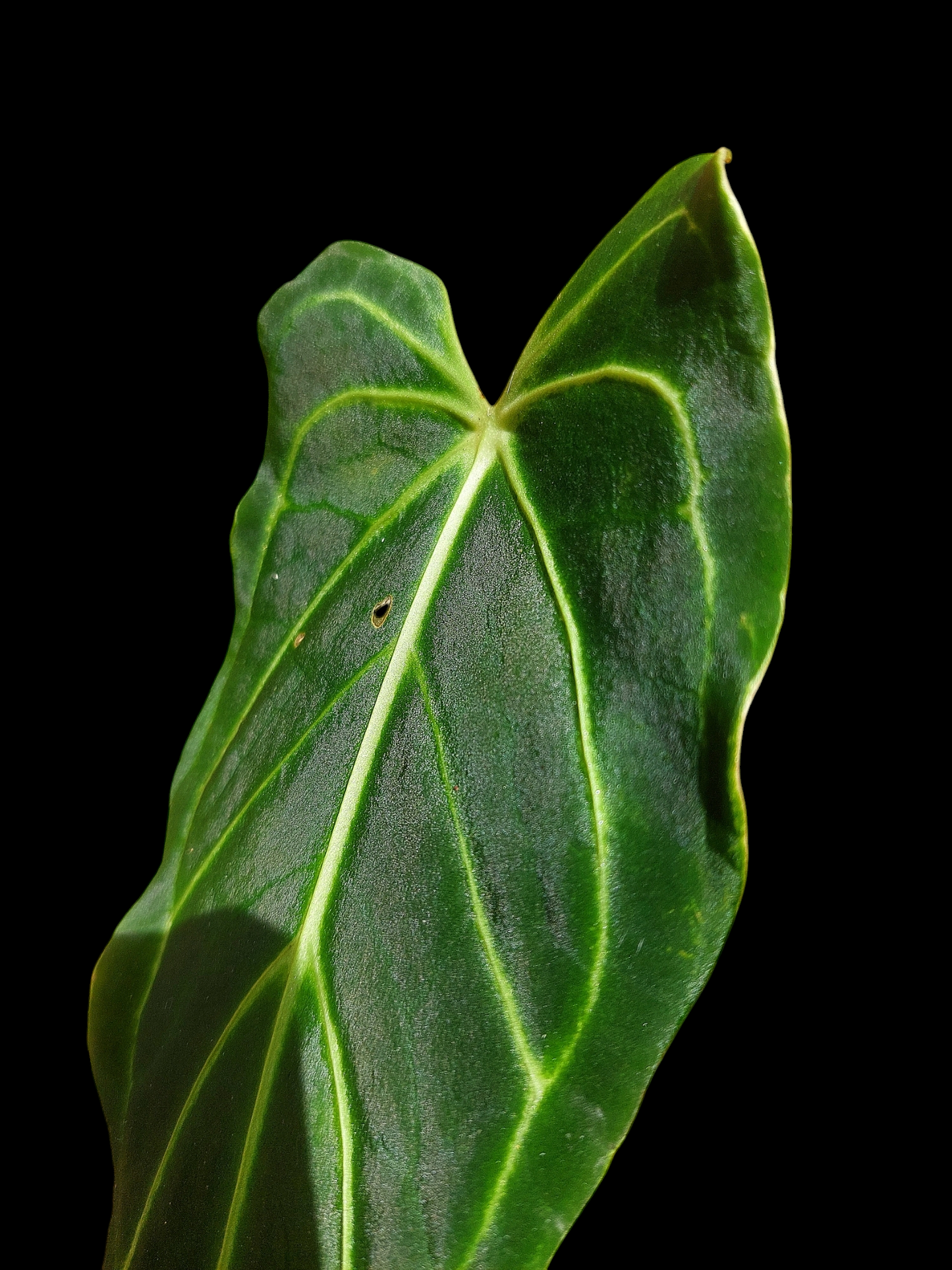 Anthurium sp. 'Velimflexus' (EXACT PLANT)