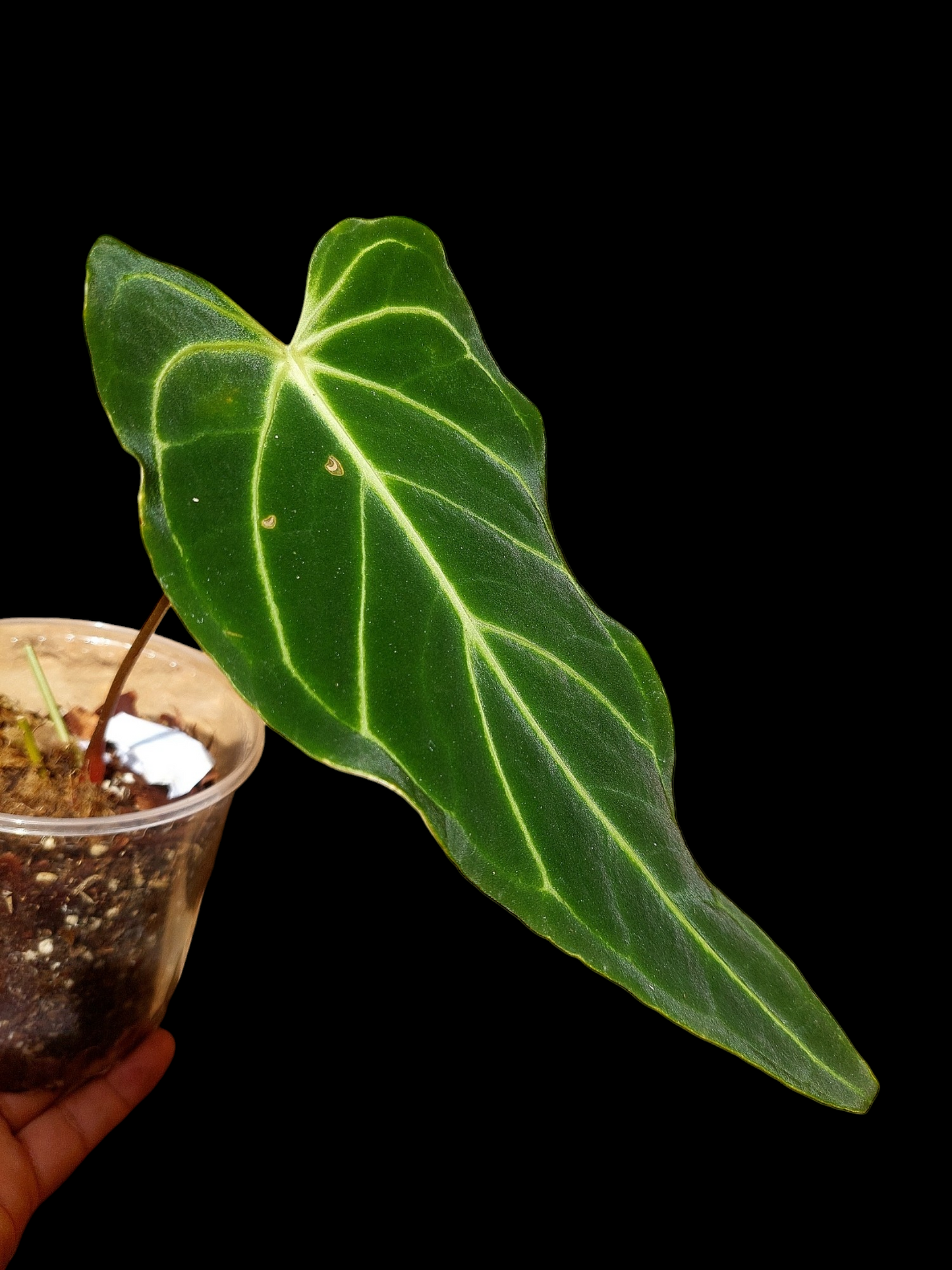 Anthurium sp. 'Velimflexus' (EXACT PLANT)