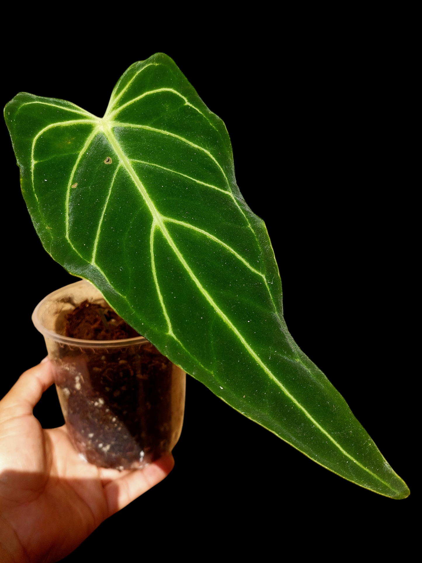 Anthurium sp. 'Velimflexus' (EXACT PLANT)