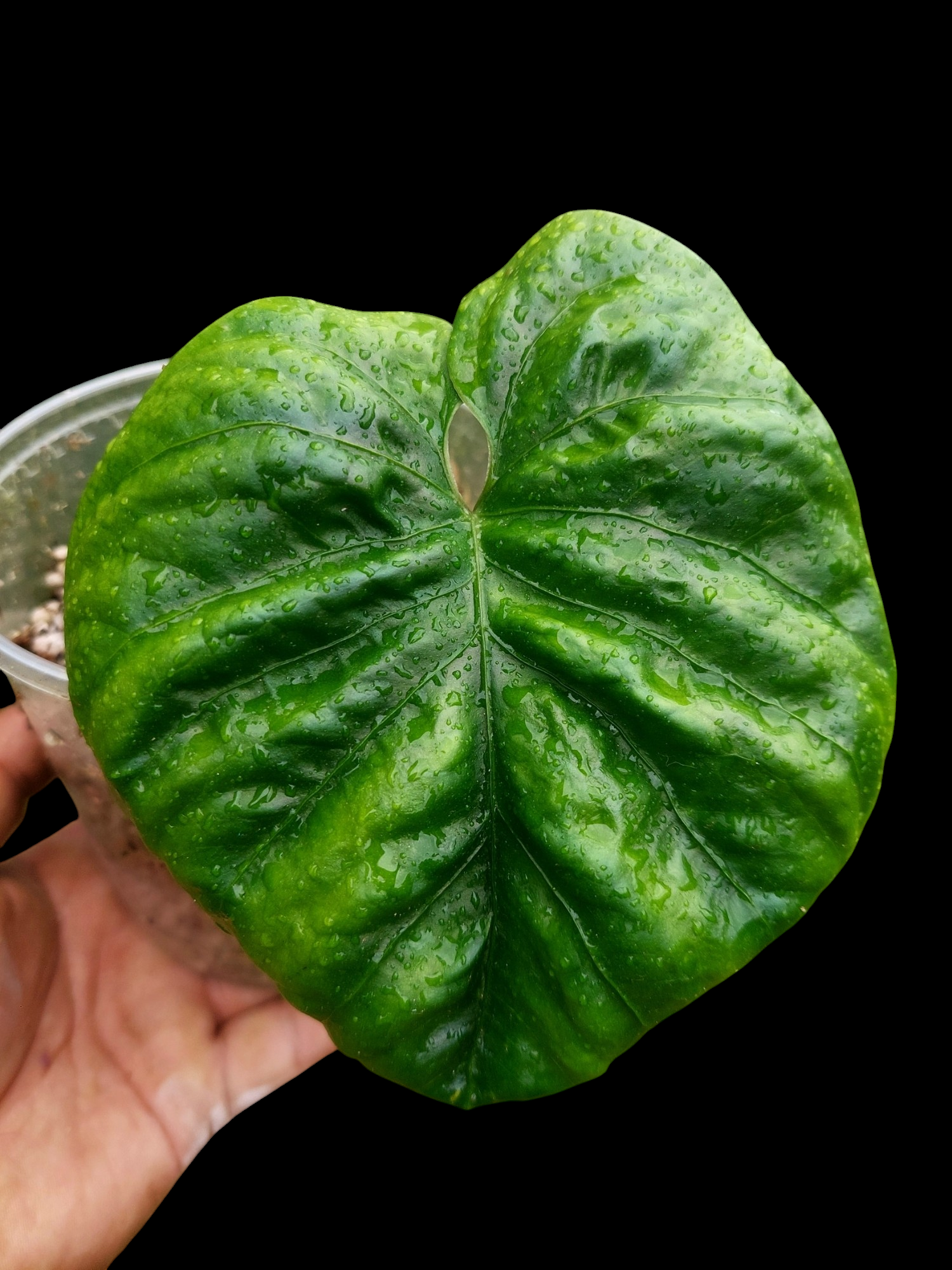 anthurium debilis Anthurium Debilis (EXACT PLANT)