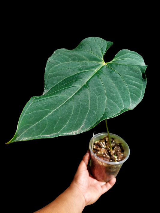 Anthurium sp. 'HuanuQuense Dark Velvet' Wild Ecotype (EXACT PLANT)