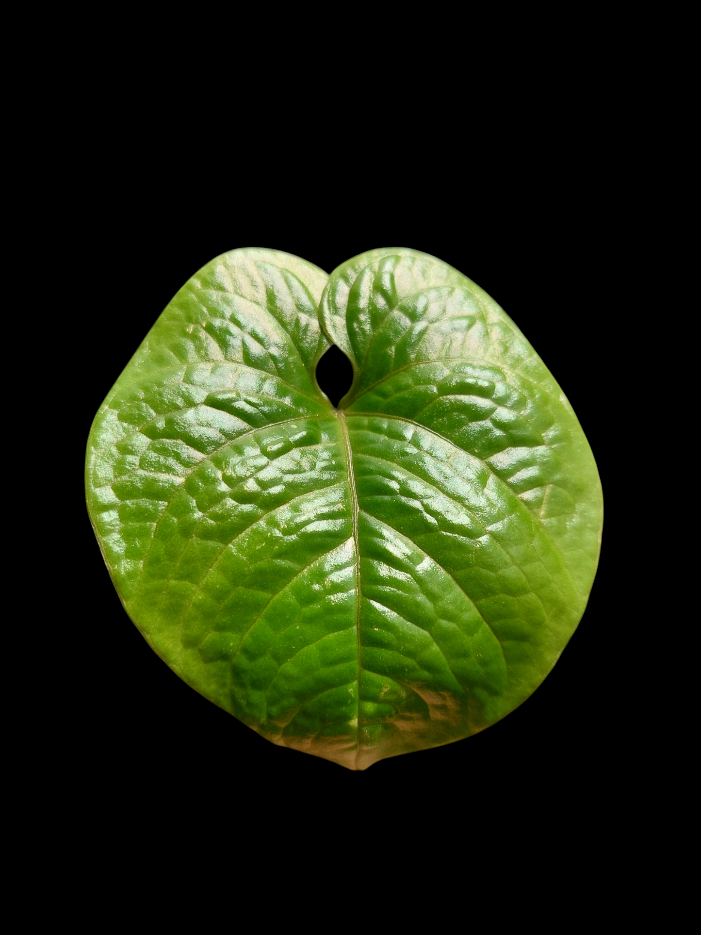Anthurium Nutibarense Wild Ecotype (EXACT PLANT)