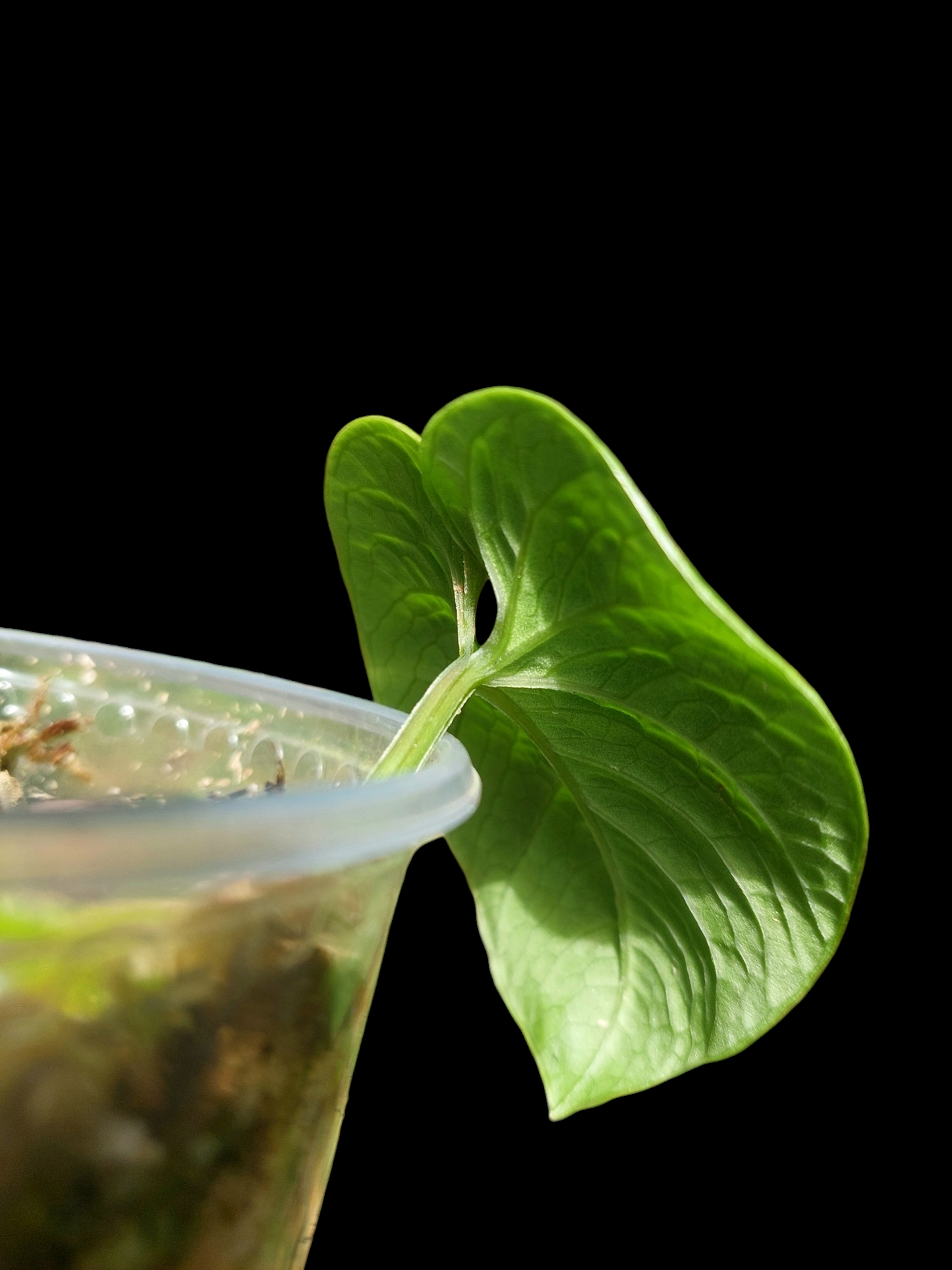 Anthurium Nutibarense Wild Ecotype (EXACT PLANT)