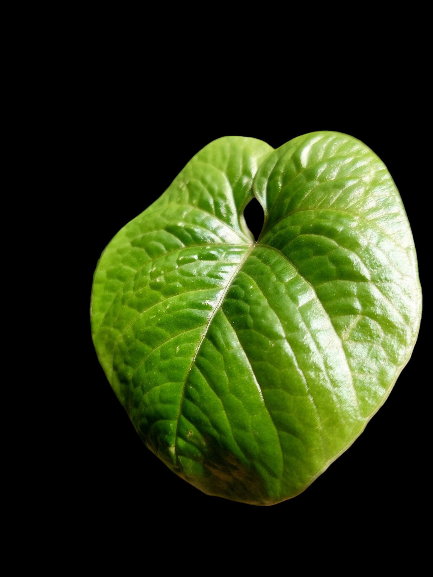 Anthurium Nutibarense Wild Ecotype (EXACT PLANT)