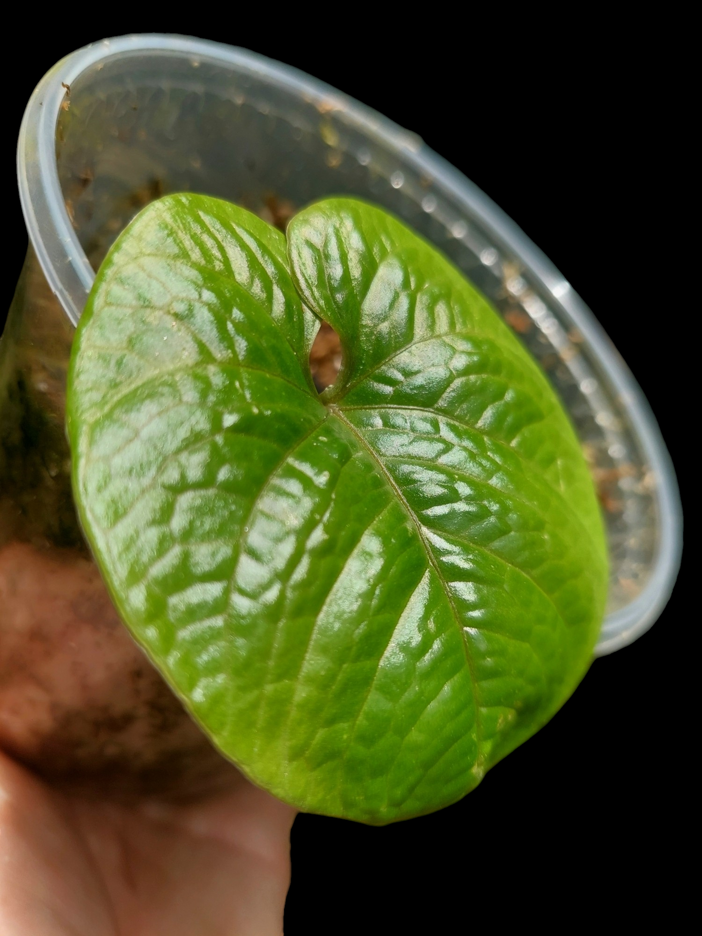 Anthurium Nutibarense Wild Ecotype (EXACT PLANT)