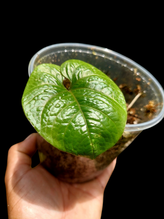 Anthurium Nutibarense Wild Ecotype (EXACT PLANT)