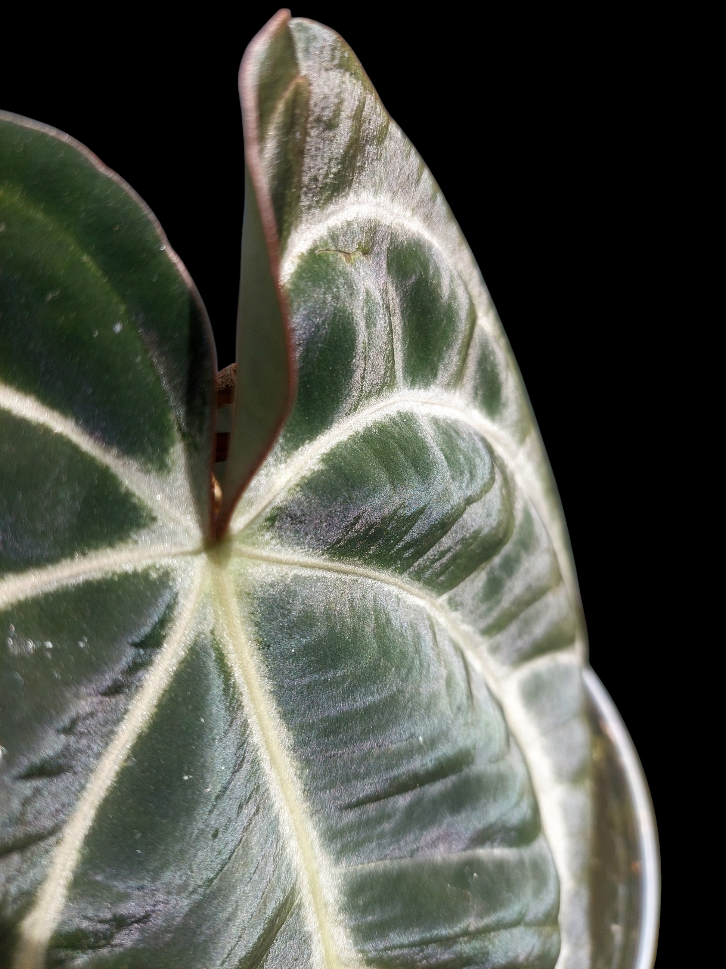 Anthurium Carlablackiae Wild Ecotype (EXACT PLANT)