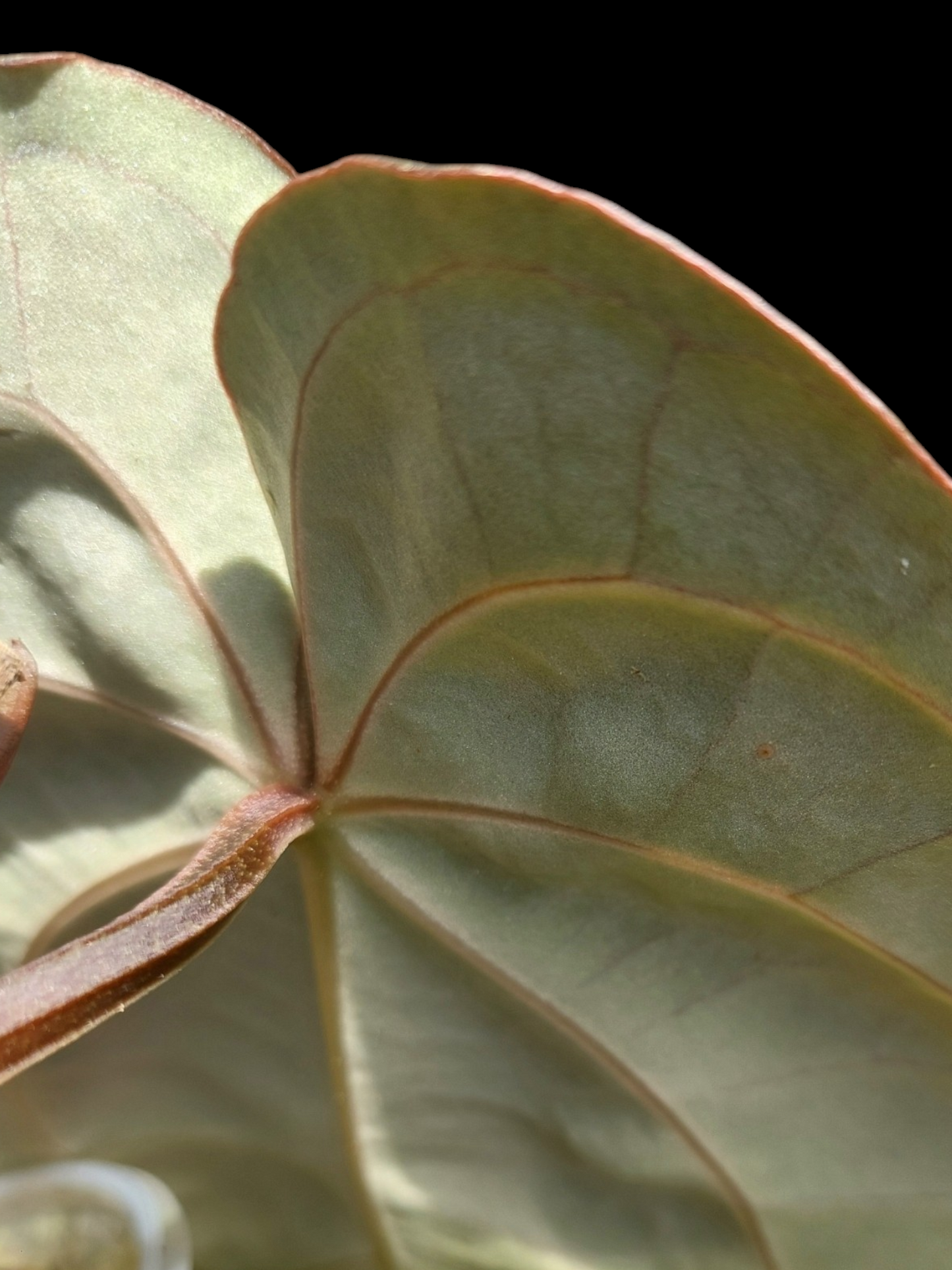 Anthurium Carlablackiae Wild Ecotype (EXACT PLANT)