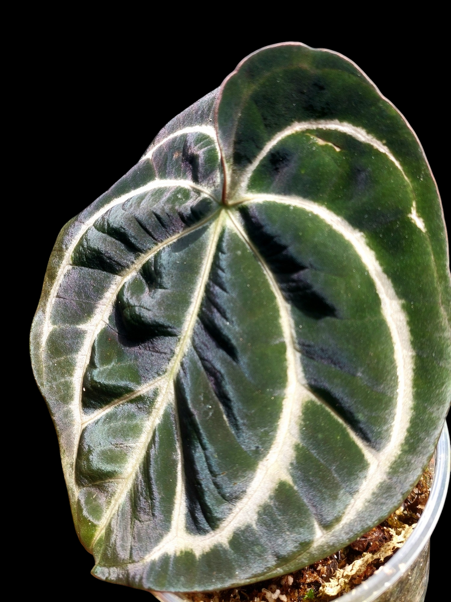 Anthurium Carlablackiae Wild Ecotype (EXACT PLANT)