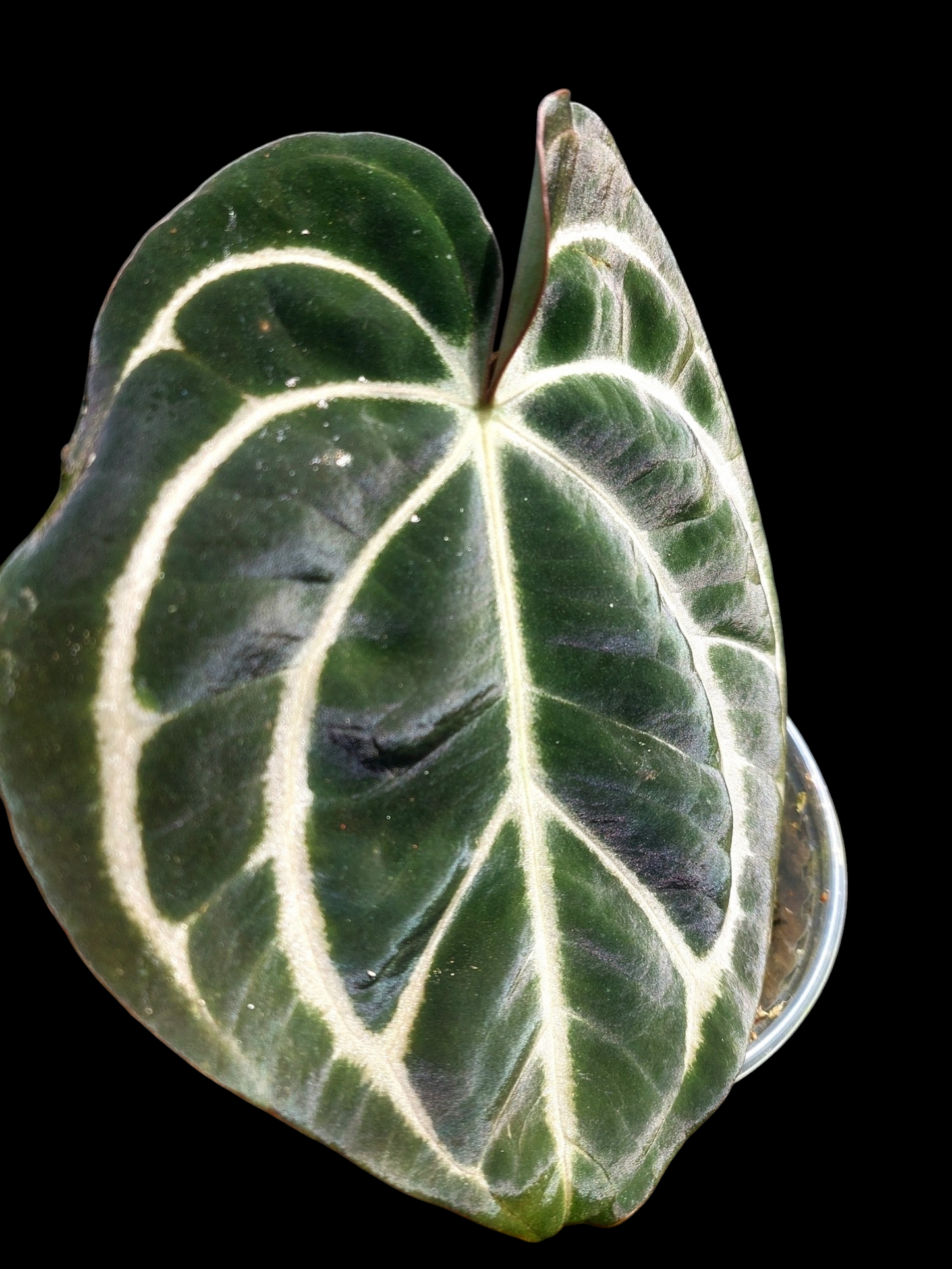 Anthurium Carlablackiae Wild Ecotype (EXACT PLANT)
