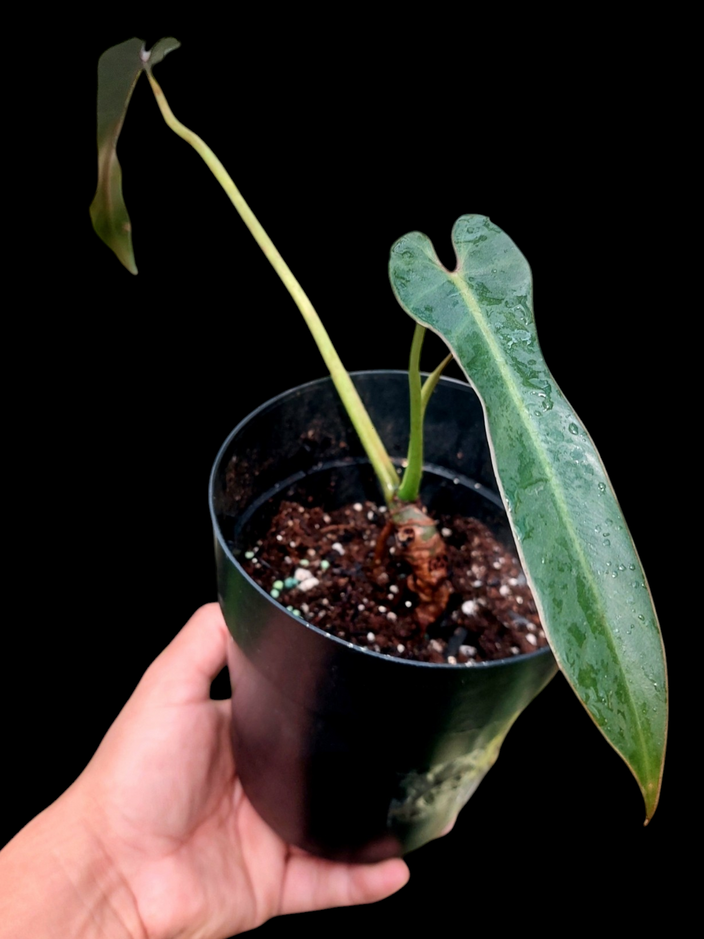 Philodendron Spiritus Sancti Wild Ecotype With 2 Leaves (EXACT PLANT)