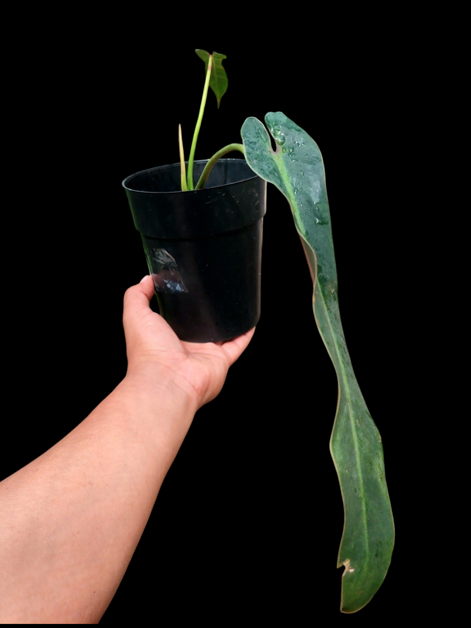 philodendron spiritu sancti Philodendron Spiritus Sancti Wild Ecotype With 2 Leaves (EXACT PLANT) – Amazon Plants Peru