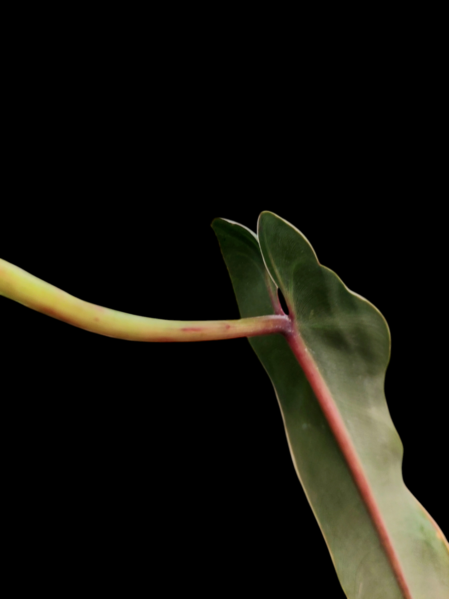 Philodendron Spiritus Sancti Wild Ecotype With 2 Leaves (EXACT PLANT)