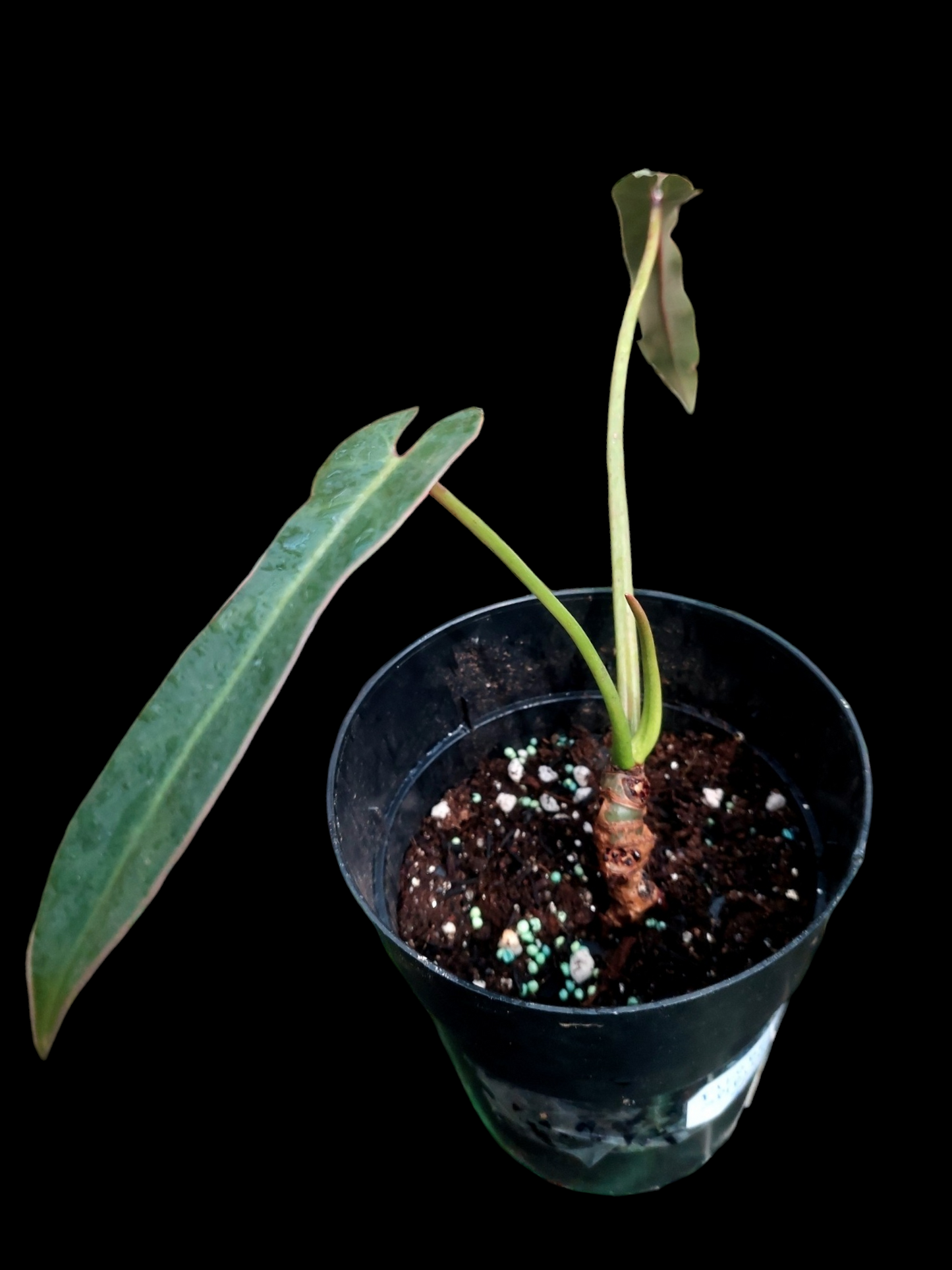 Philodendron Spiritus Sancti Wild Ecotype With 2 Leaves (EXACT PLANT)
