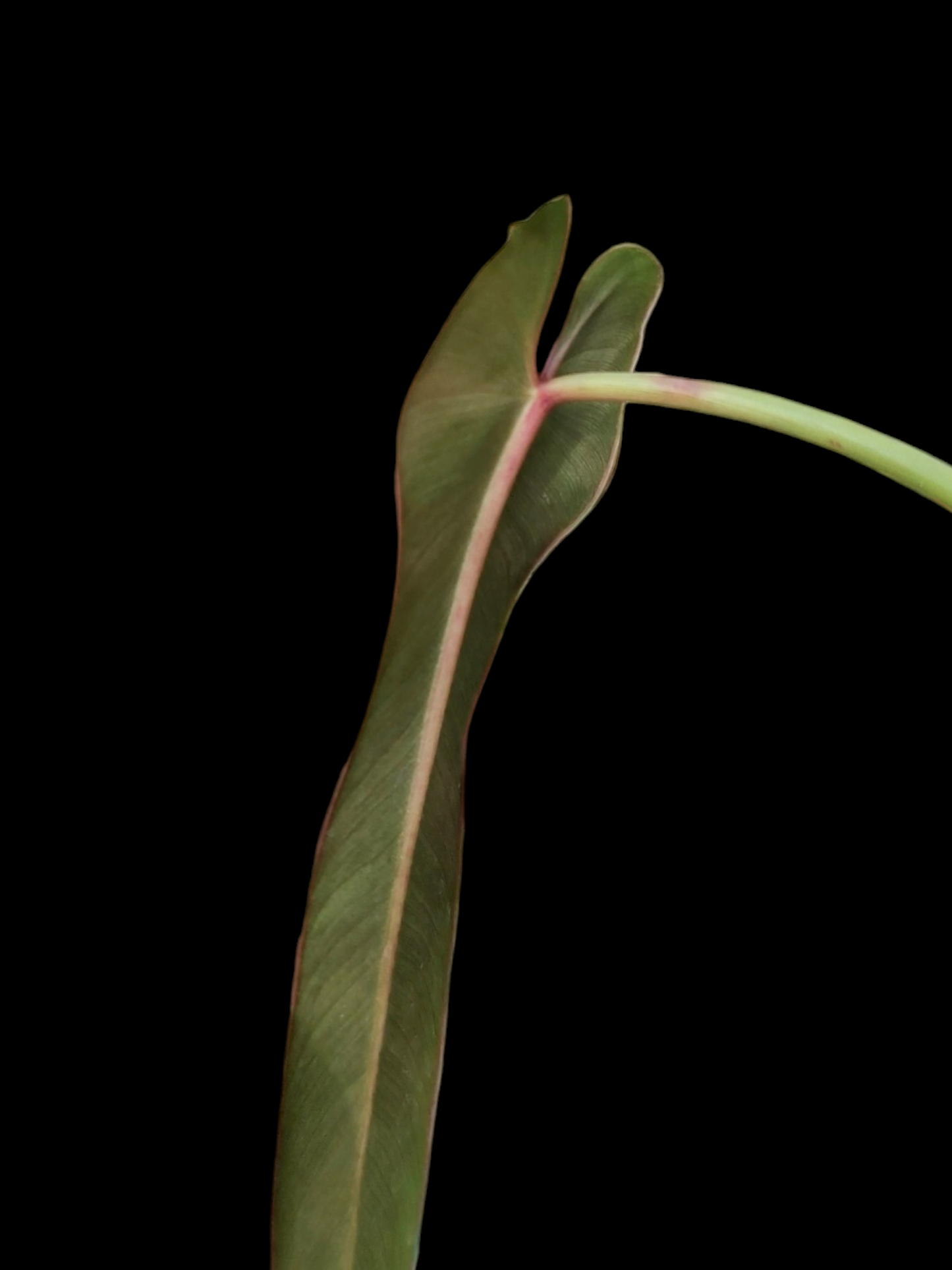 Philodendron Spiritus Sancti Wild Ecotype With 2 Leaves (EXACT PLANT)
