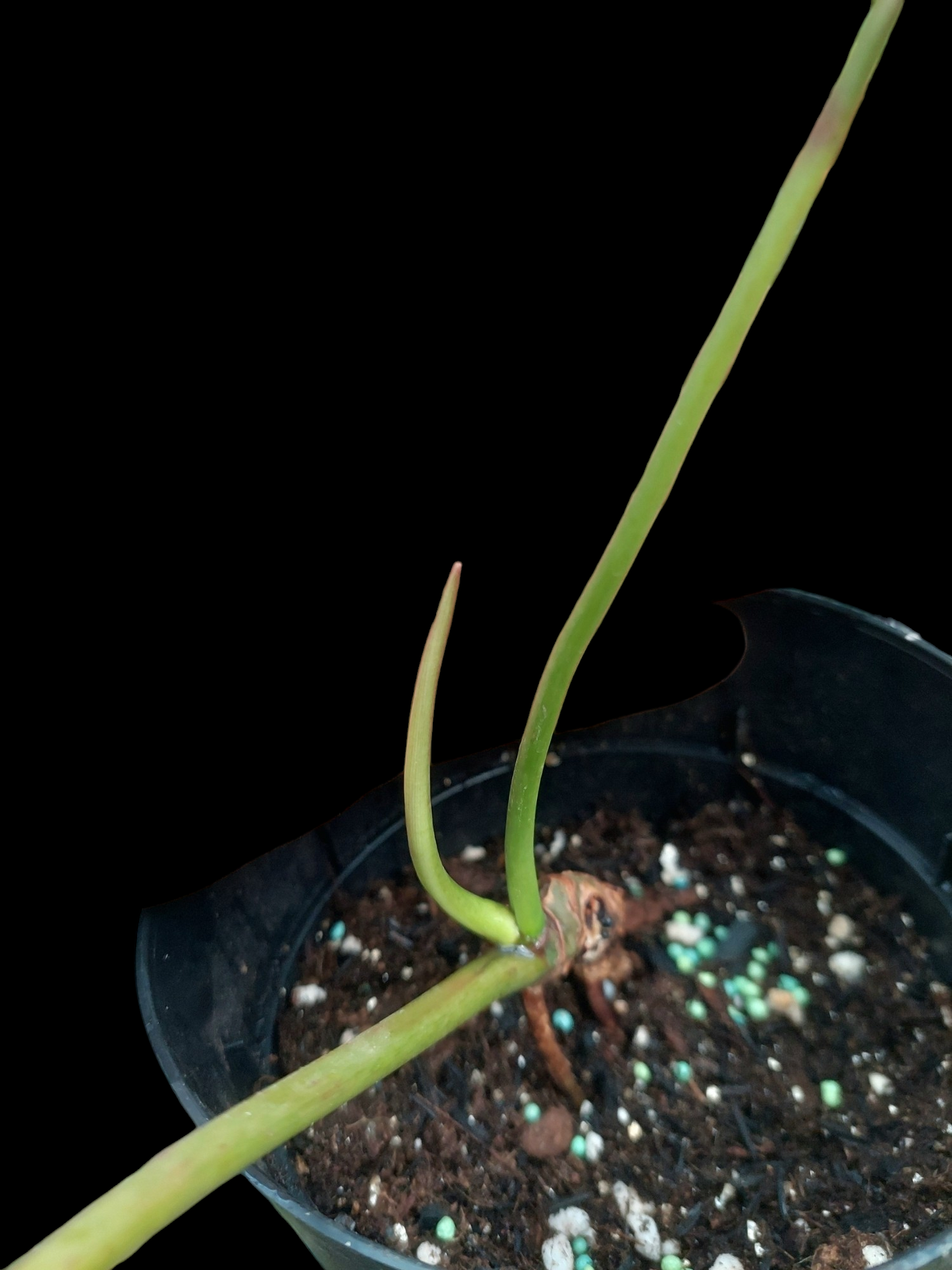 Philodendron Spiritus Sancti Wild Ecotype With 2 Leaves (EXACT PLANT)