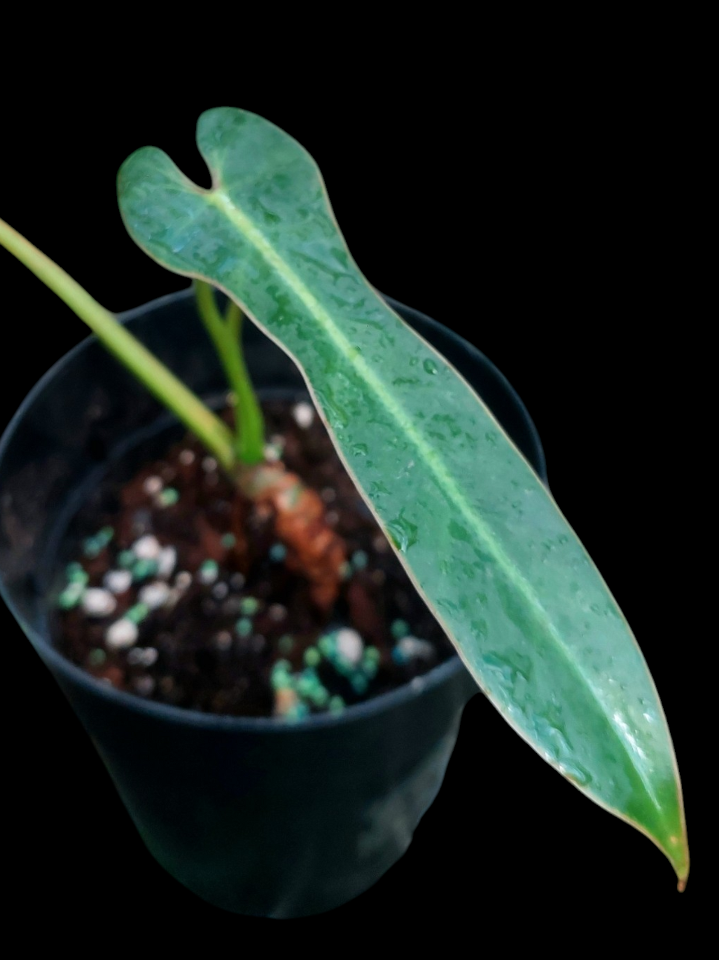 Philodendron Spiritus Sancti Wild Ecotype With 2 Leaves (EXACT PLANT)