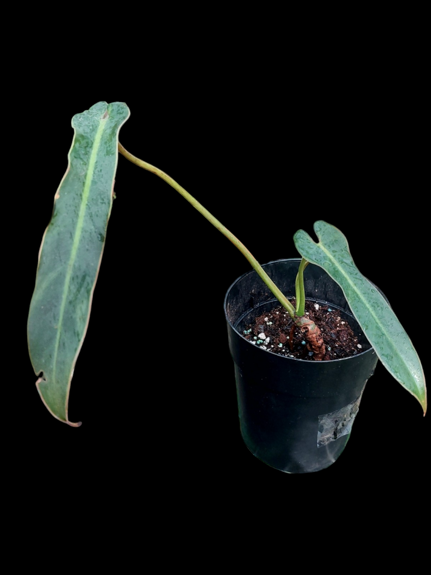 Philodendron Spiritus Sancti Wild Ecotype With 2 Leaves (EXACT PLANT)