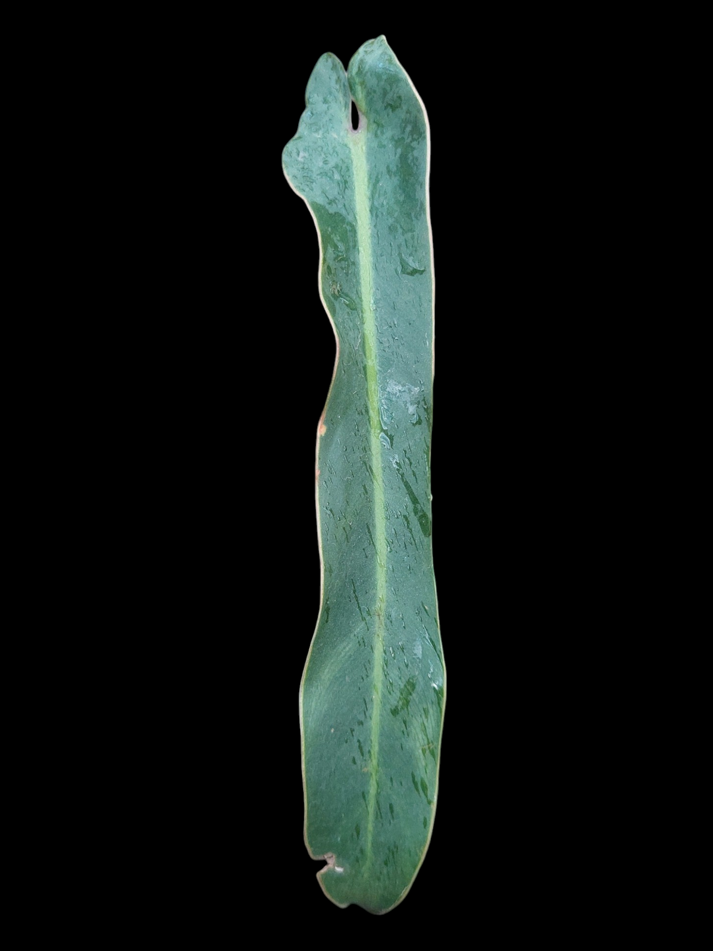 Philodendron Spiritus Sancti Wild Ecotype With 2 Leaves (EXACT PLANT)