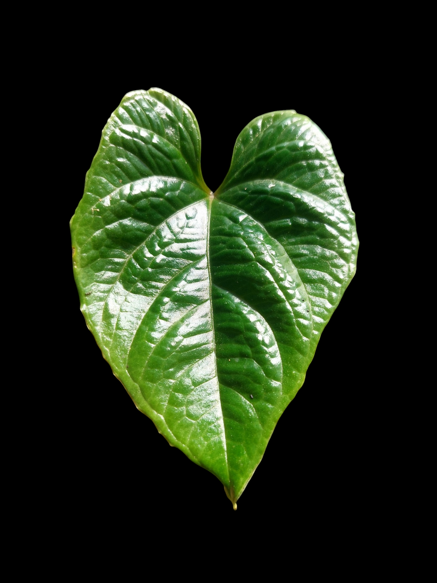 Anthurium Nutibarense Wild Ecotype (EXACT PLANT)