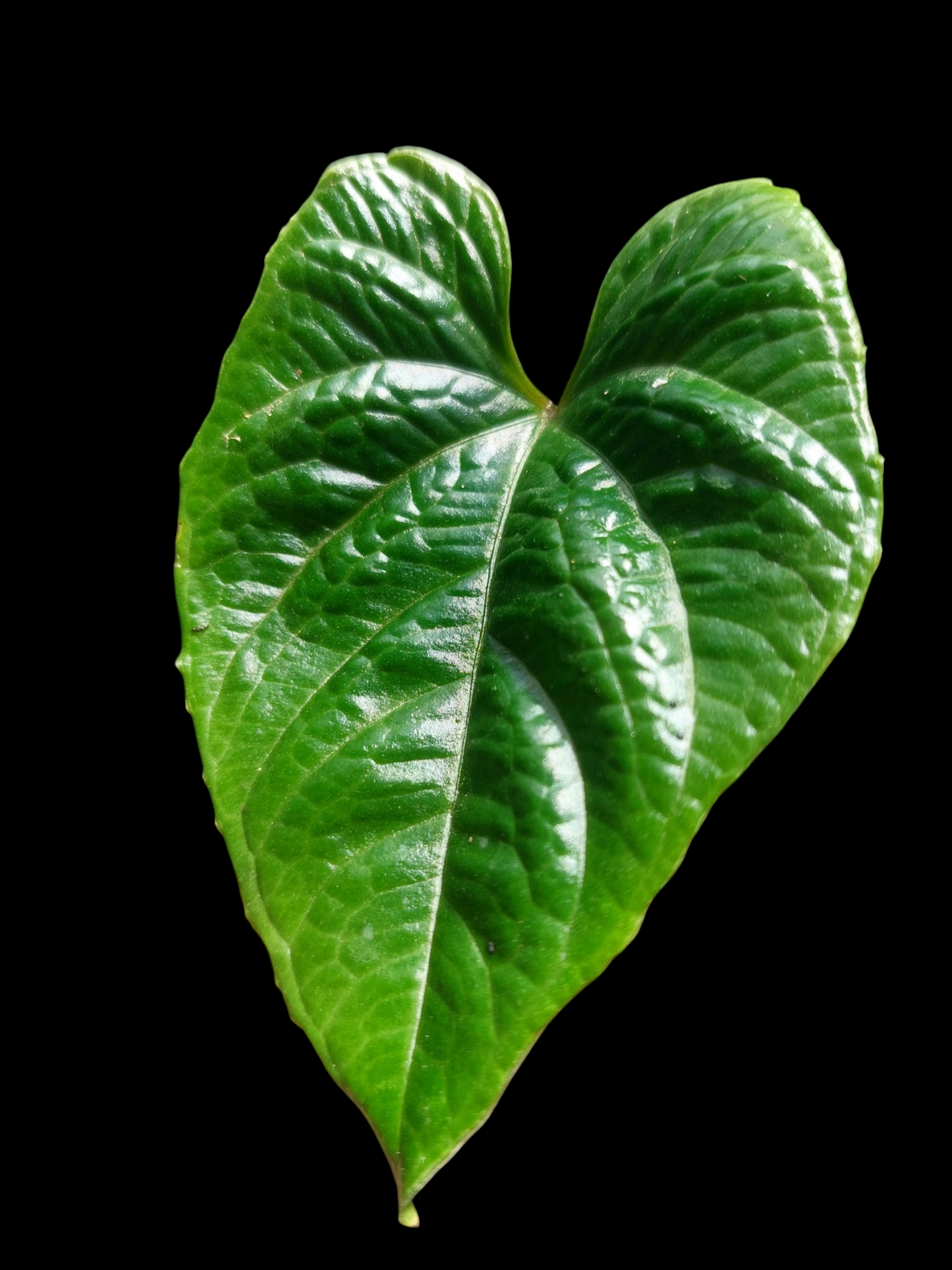 Anthurium Nutibarense Wild Ecotype (EXACT PLANT)