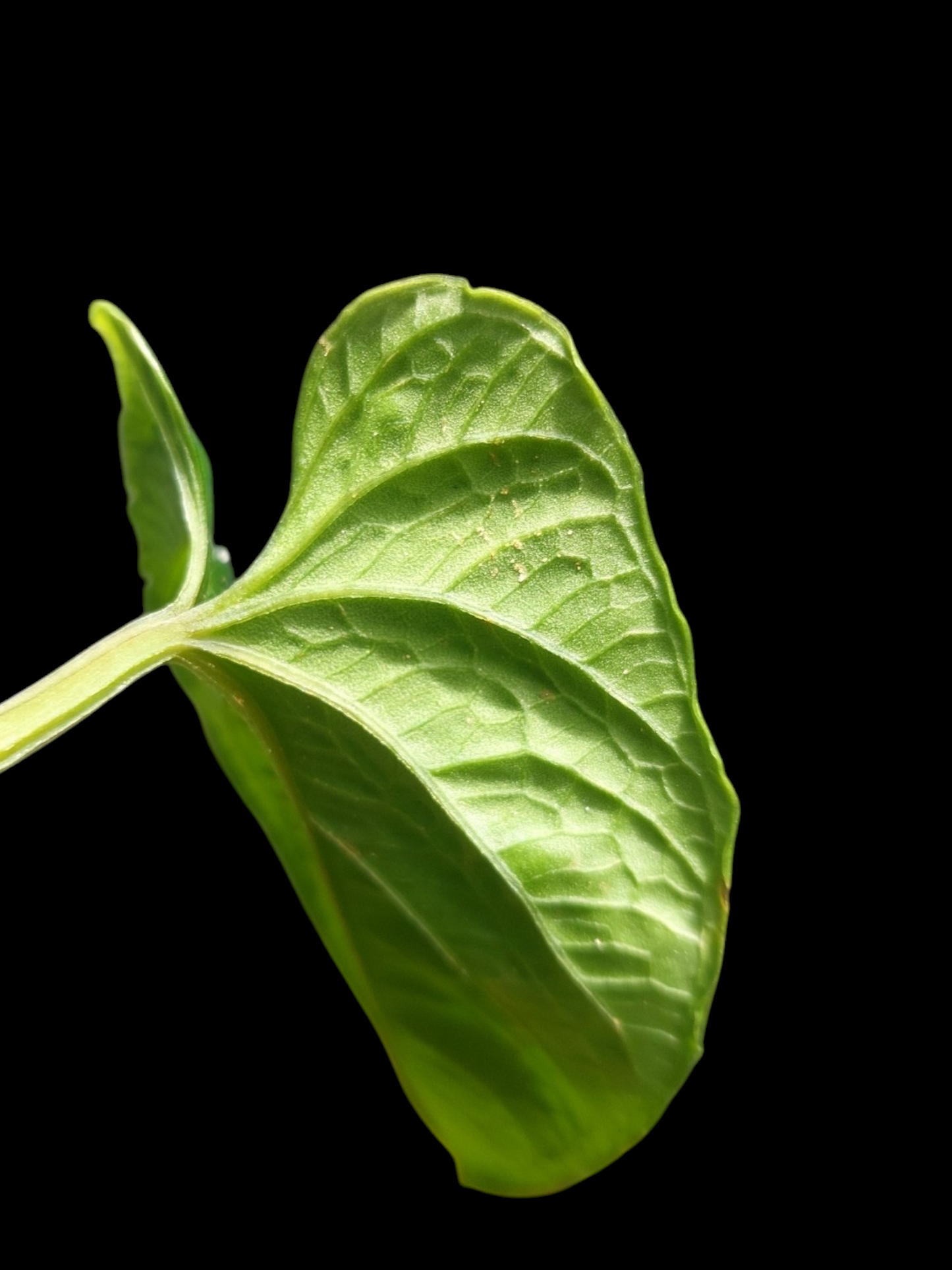 Anthurium Nutibarense Wild Ecotype (EXACT PLANT)