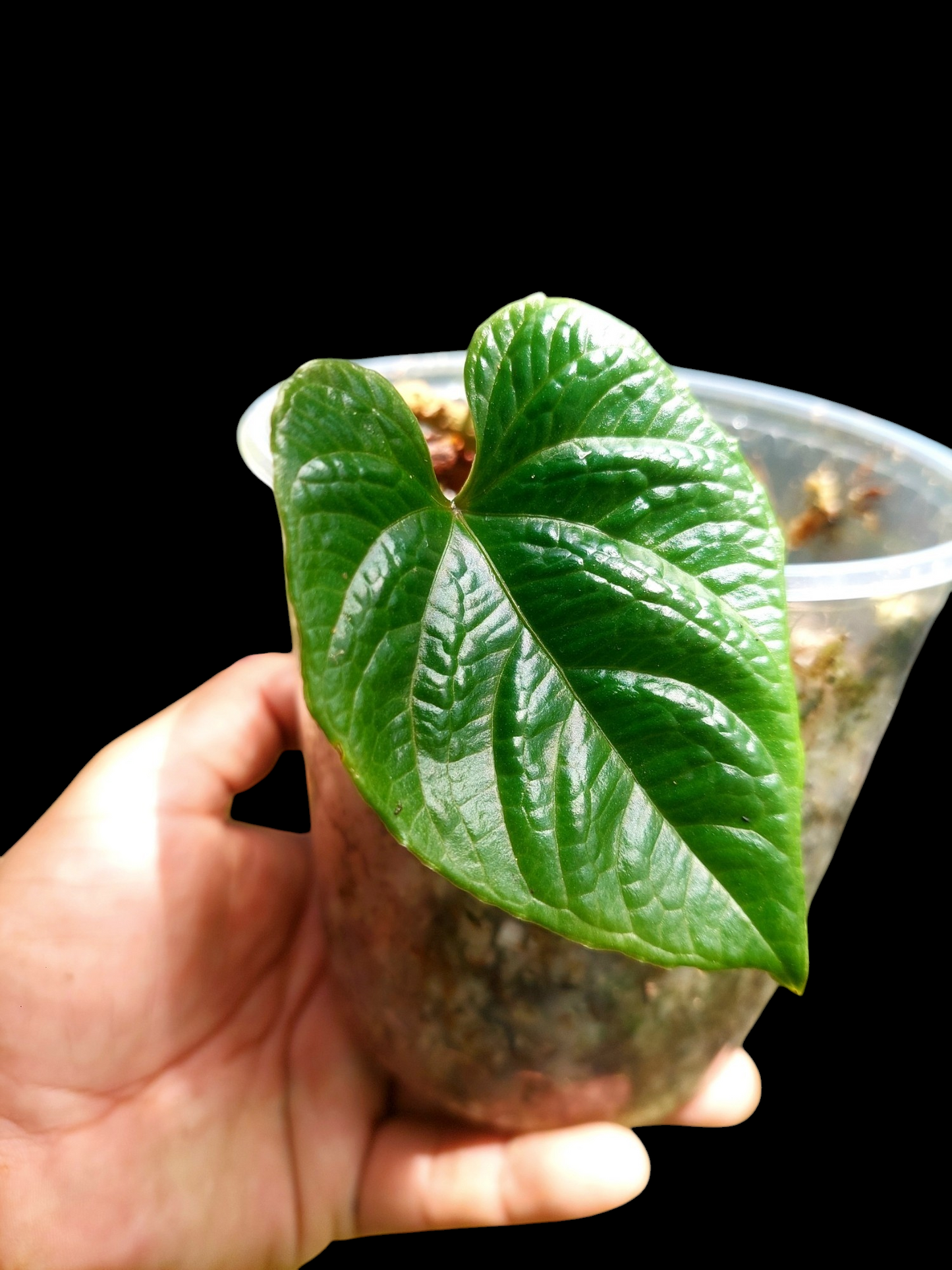 Anthurium Nutibarense Wild Ecotype (EXACT PLANT)