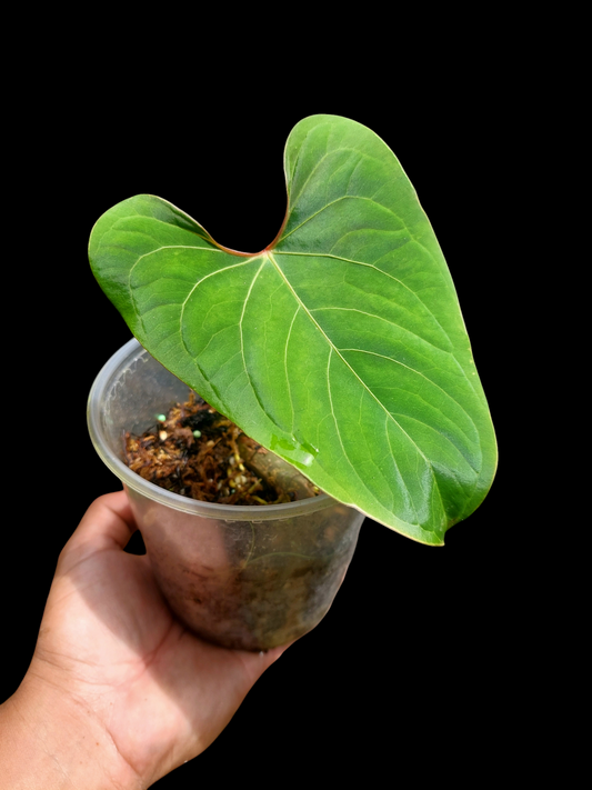 Anthurium sp. 'Huanuco Velvet'  (EXACT PLANT)