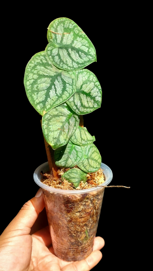 Monstera Dubia (EXACT PLANT)