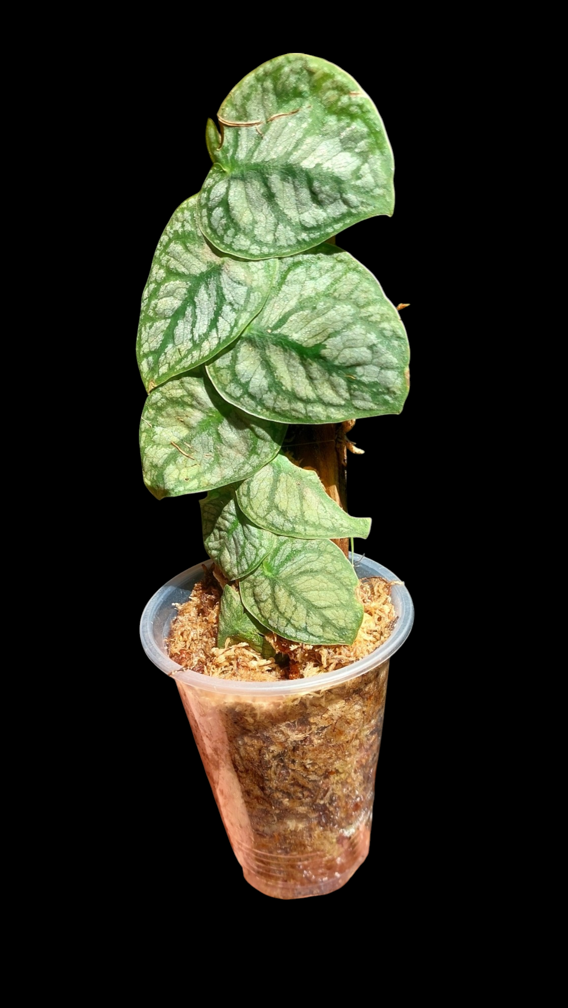 Monstera Dubia (EXACT PLANT)