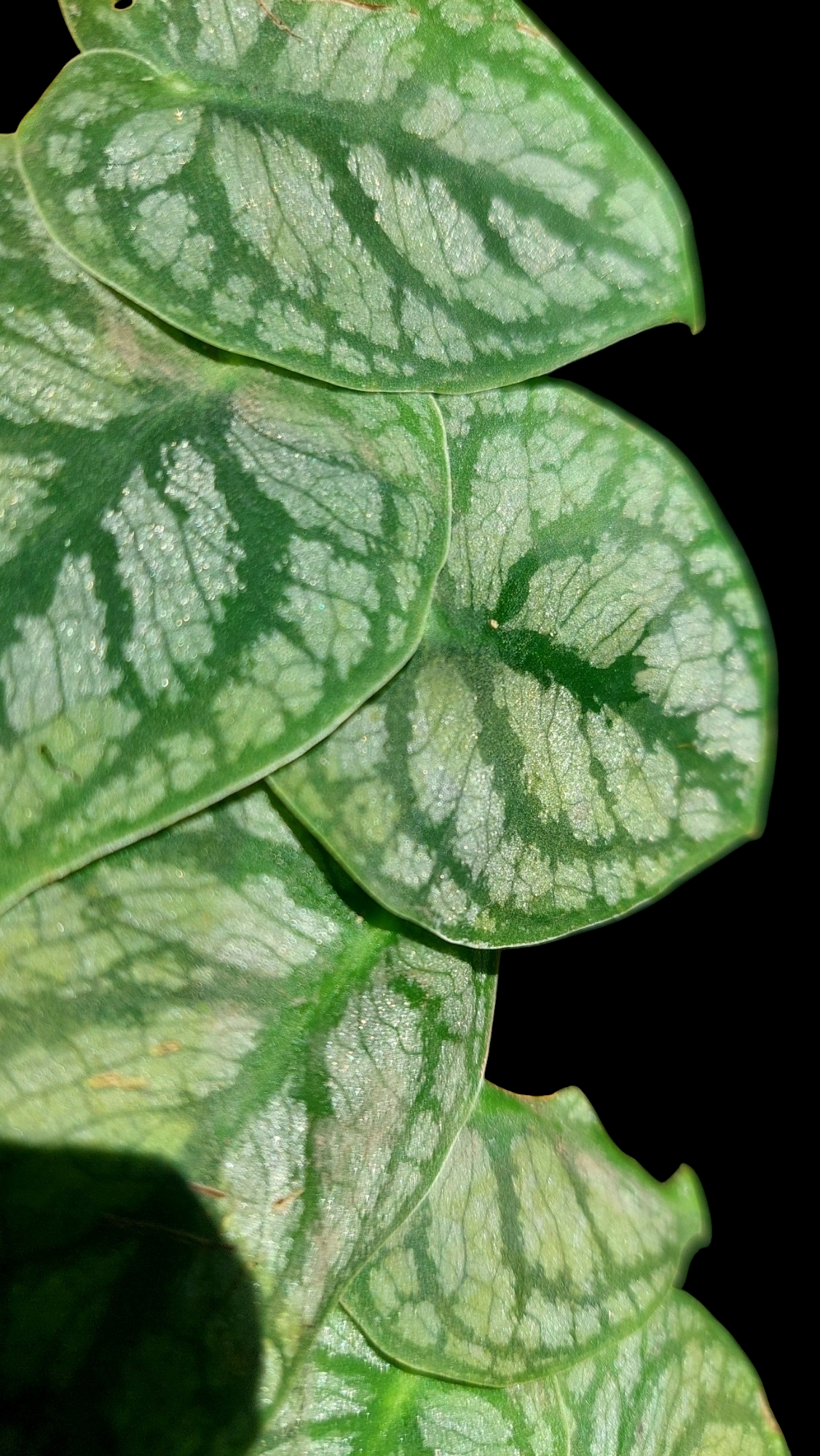 Monstera Dubia (EXACT PLANT)