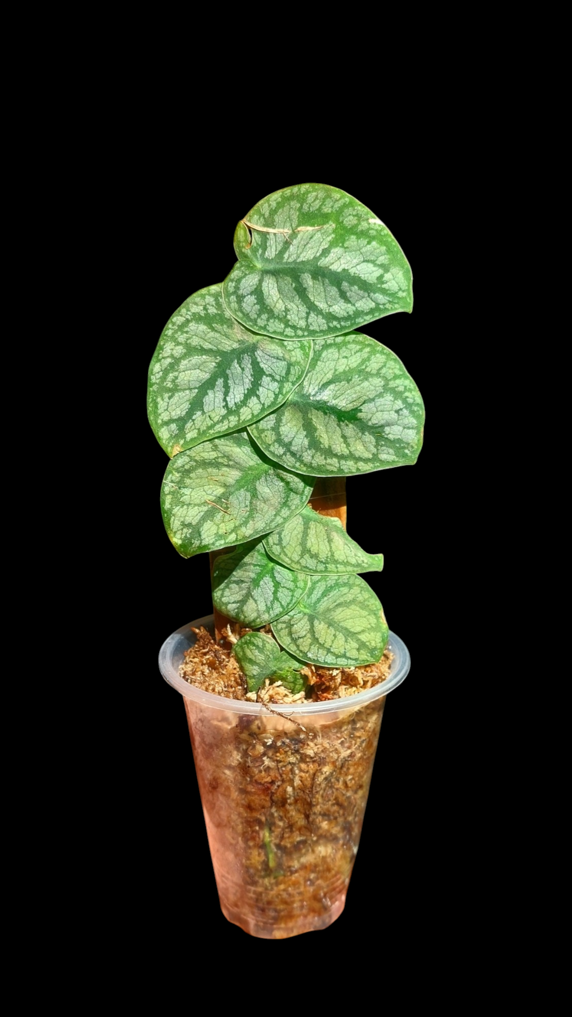 Monstera Dubia (EXACT PLANT)