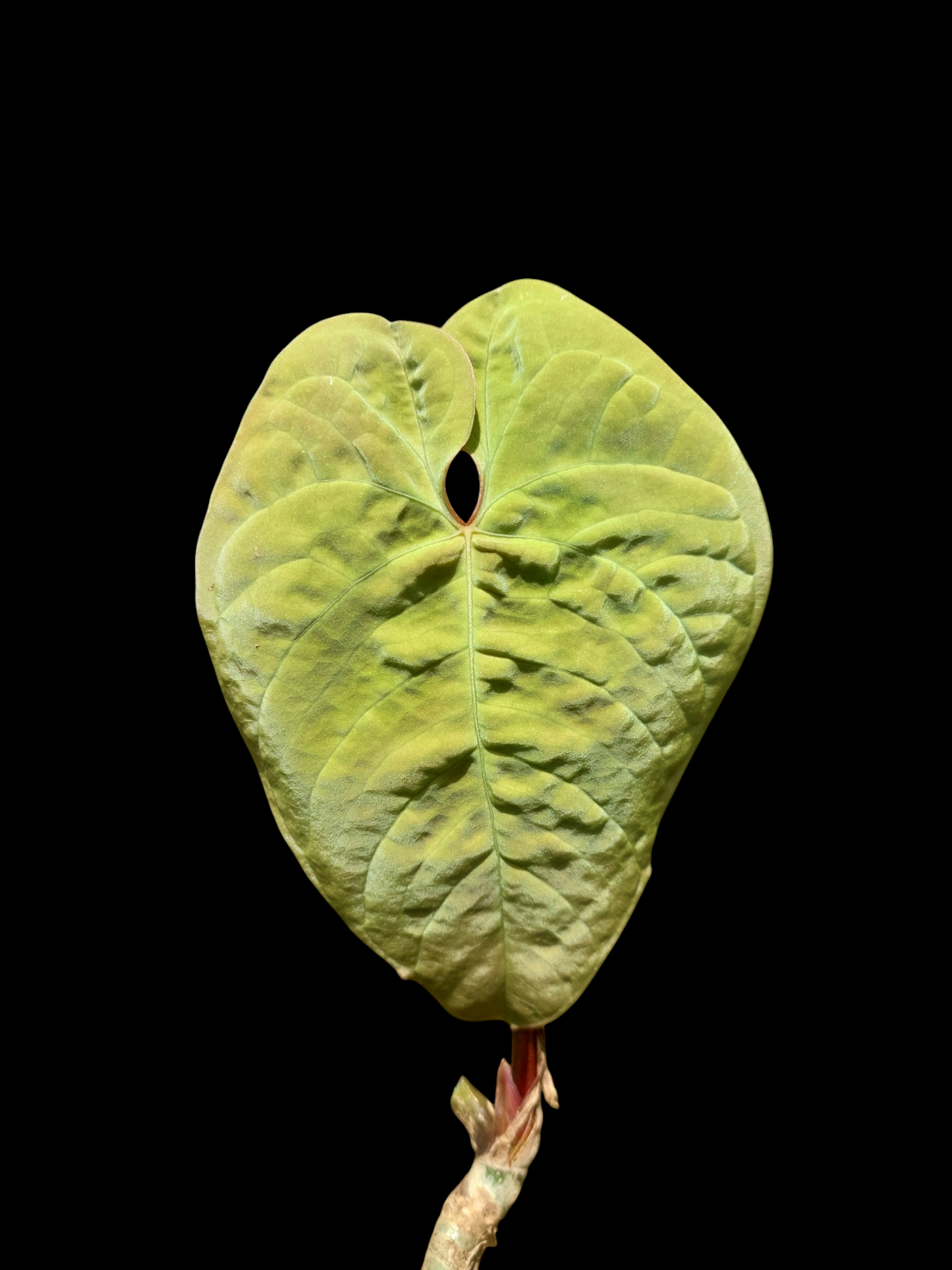 Anthurium Sp. 'Purple' (EXACT PLANT)