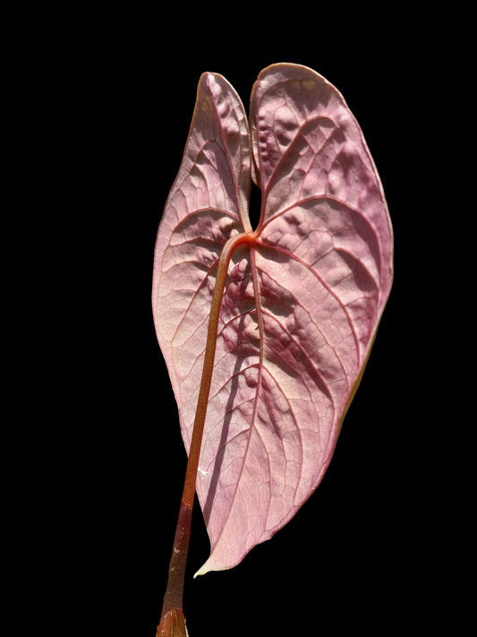 Anthurium Sp. 'Purple' (EXACT PLANT)