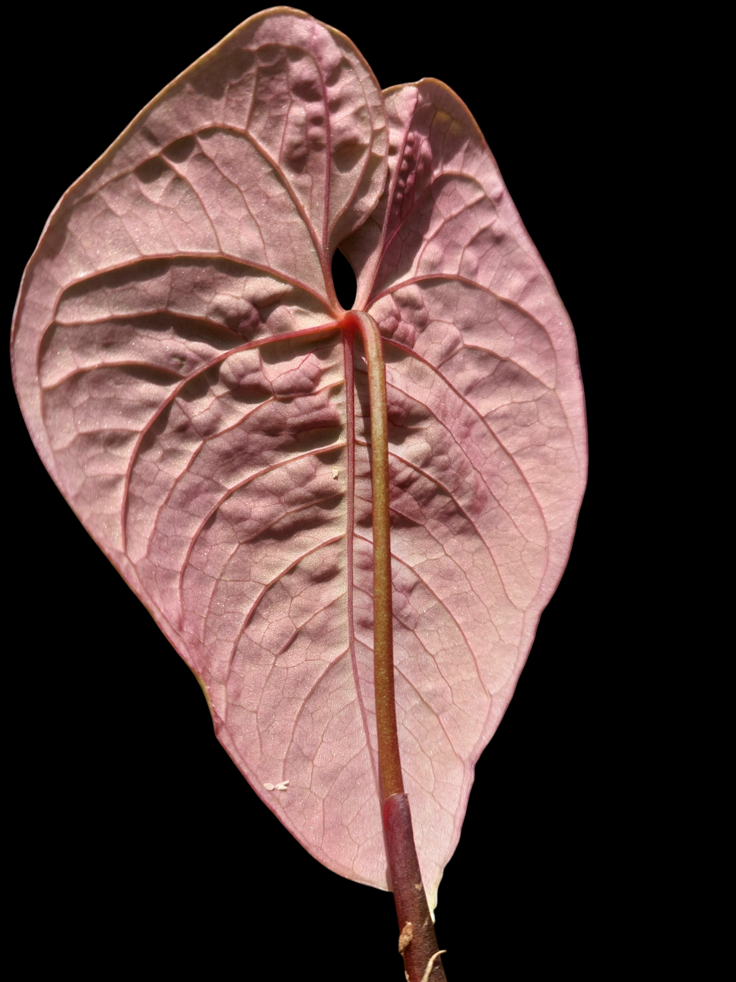 Anthurium Sp. 'Purple' (EXACT PLANT)