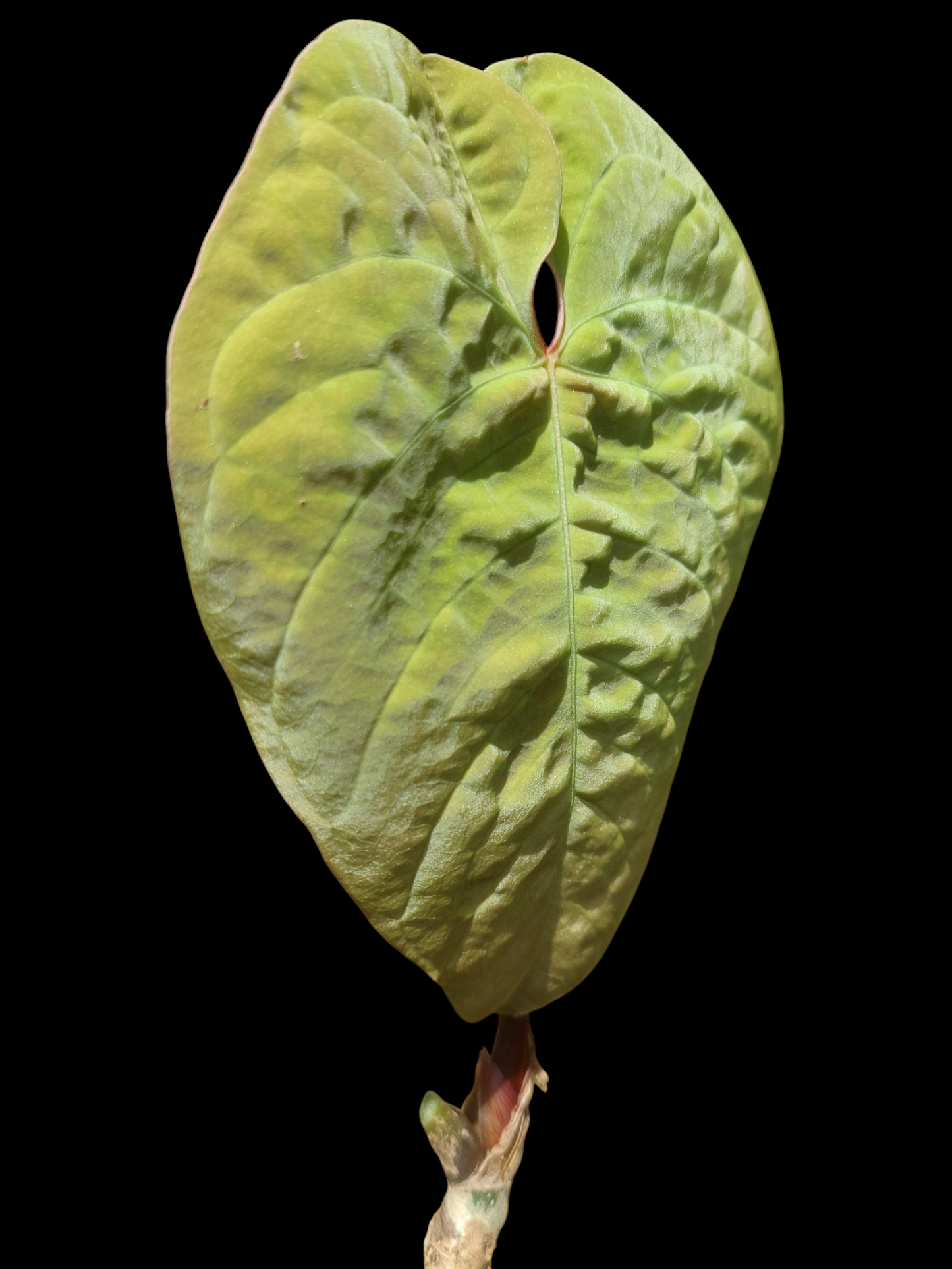 Anthurium Sp. 'Purple' (EXACT PLANT)