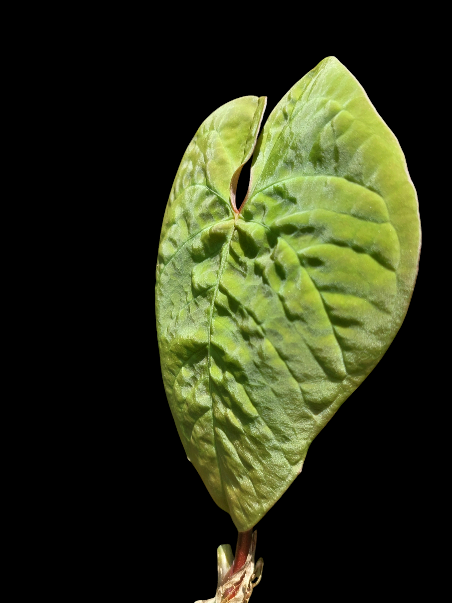 Anthurium Sp. 'Purple' (EXACT PLANT)