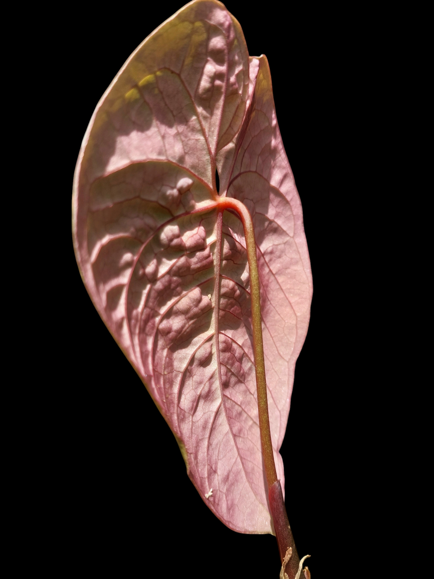 Anthurium Sp. 'Purple' (EXACT PLANT)