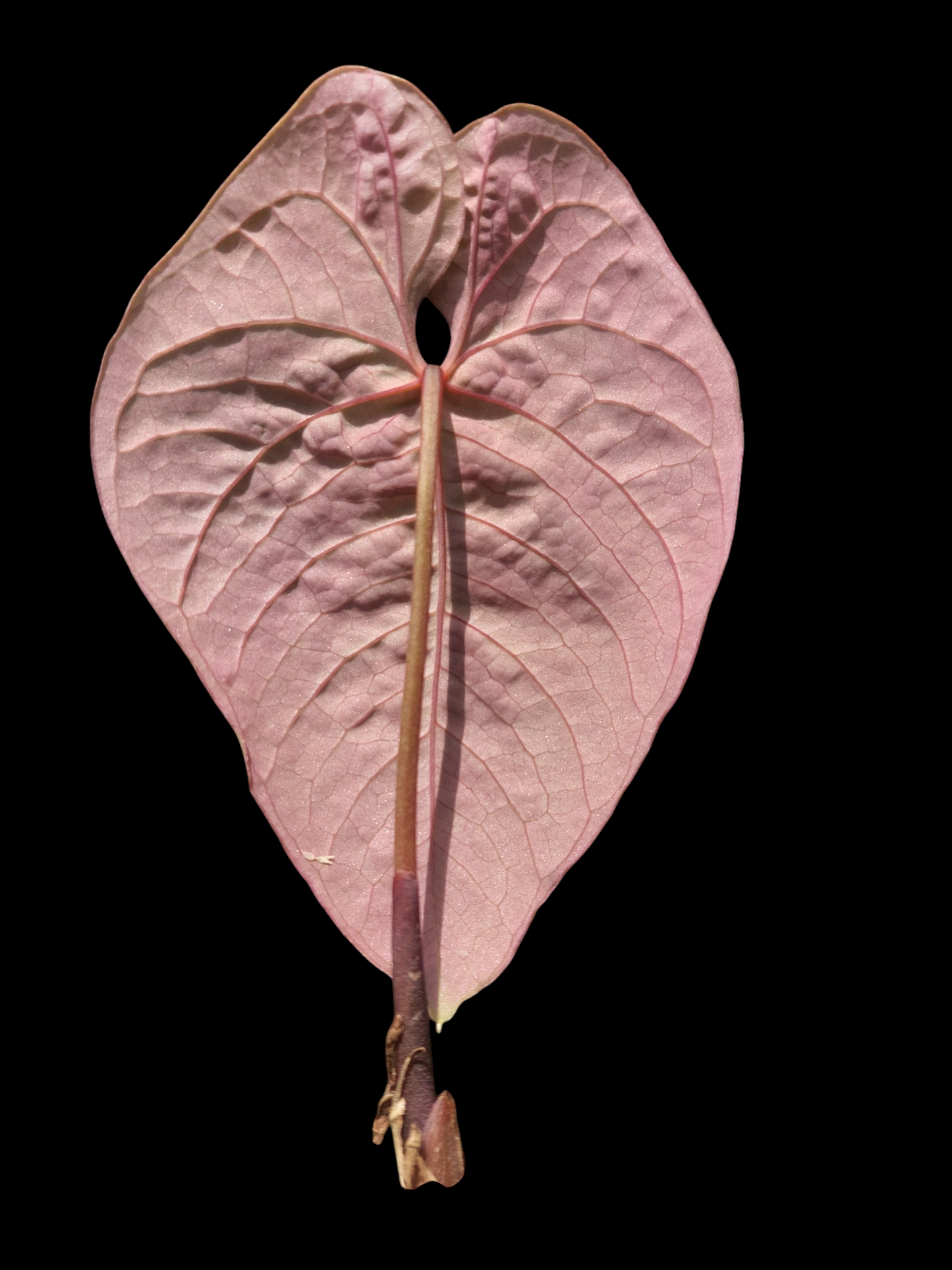 Anthurium Sp. 'Purple' (EXACT PLANT)