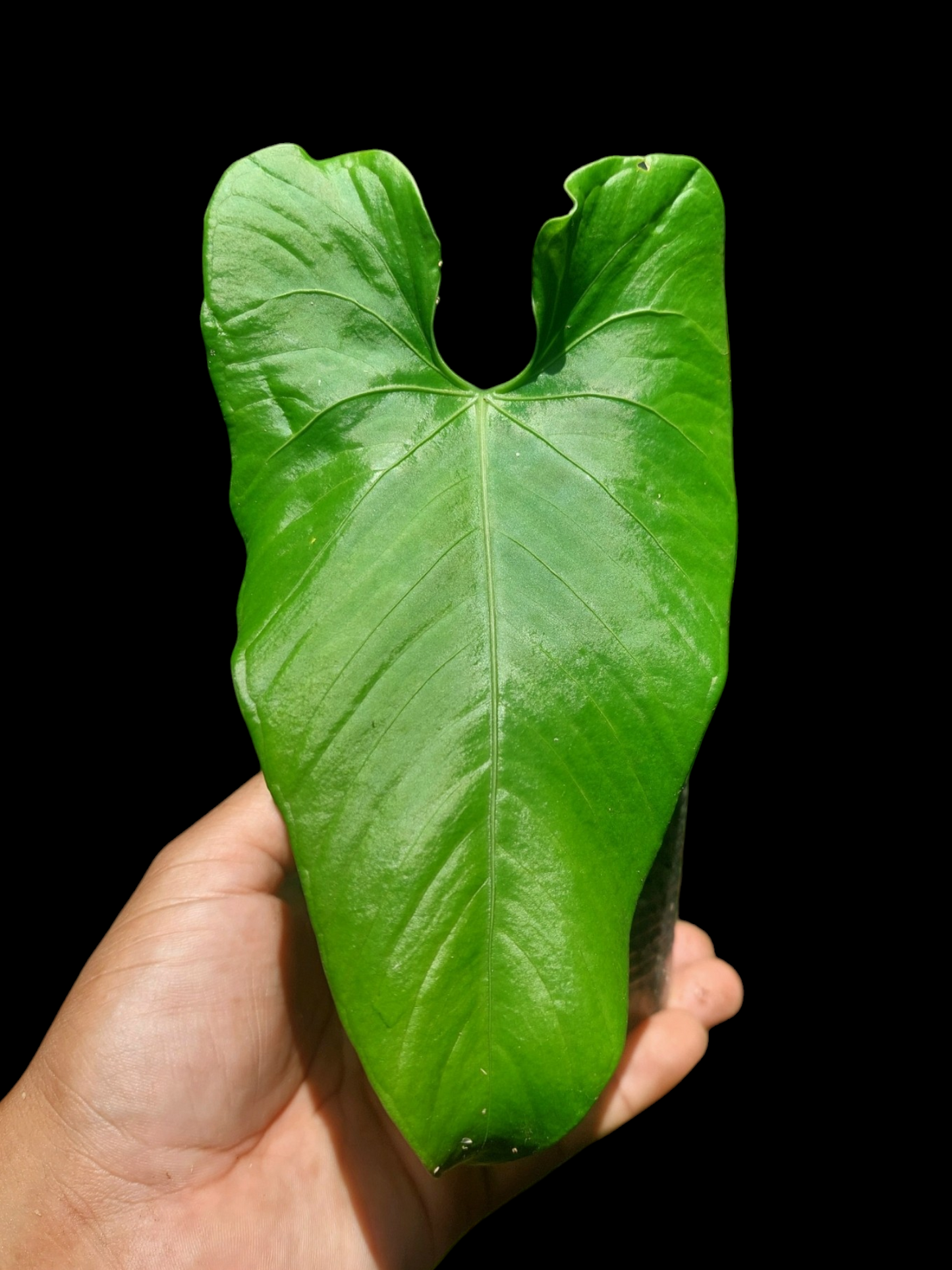 Anthurium sp. 'Cachiyacu' (EXACT PLANT)
