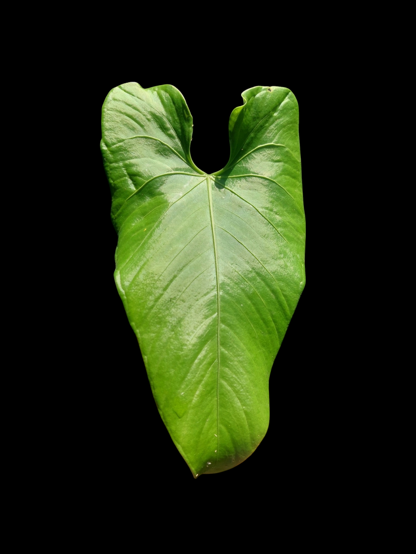 Anthurium sp. 'Cachiyacu' (EXACT PLANT)