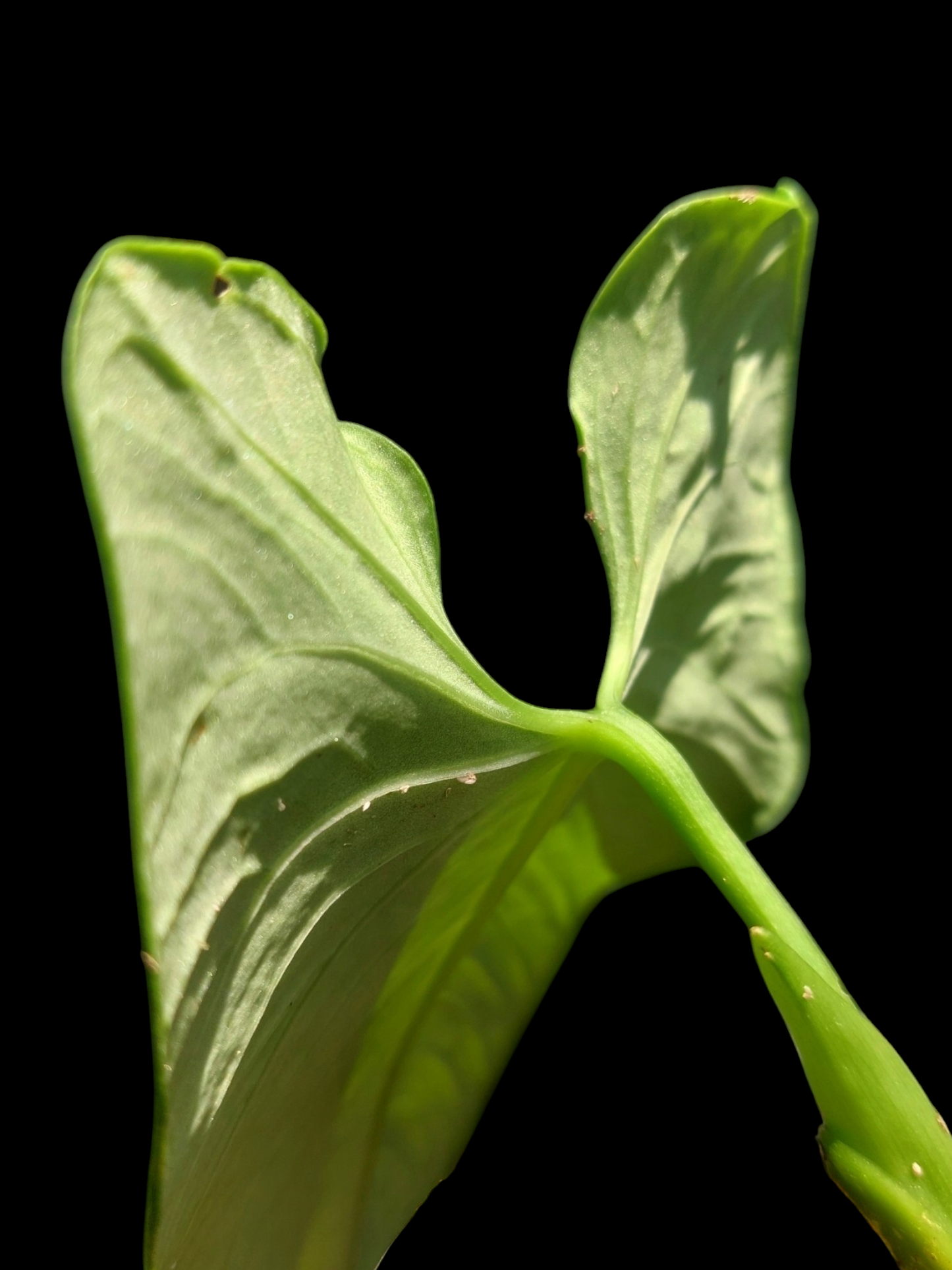 Anthurium sp. 'Cachiyacu' (EXACT PLANT)