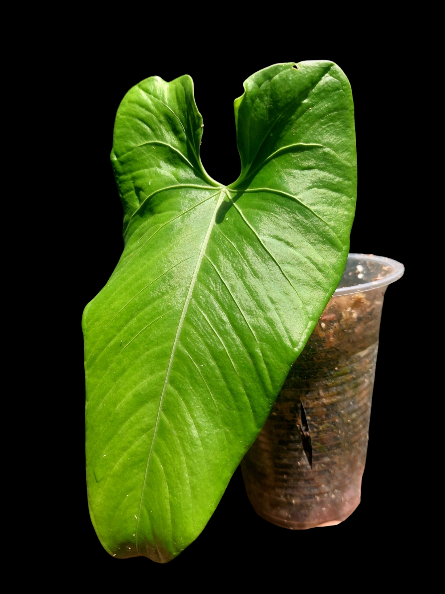 Anthurium sp. 'Cachiyacu' (EXACT PLANT)